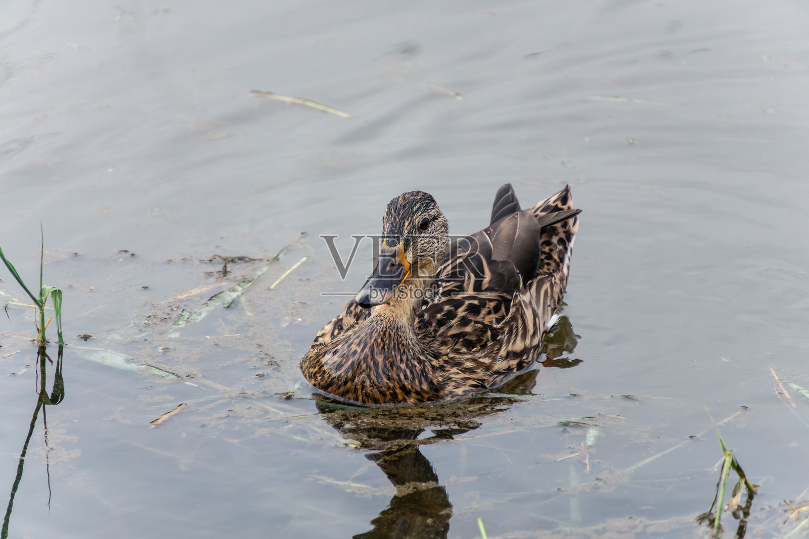 宁静的鸭子漂浮在平静的池塘水面上照片摄影图片