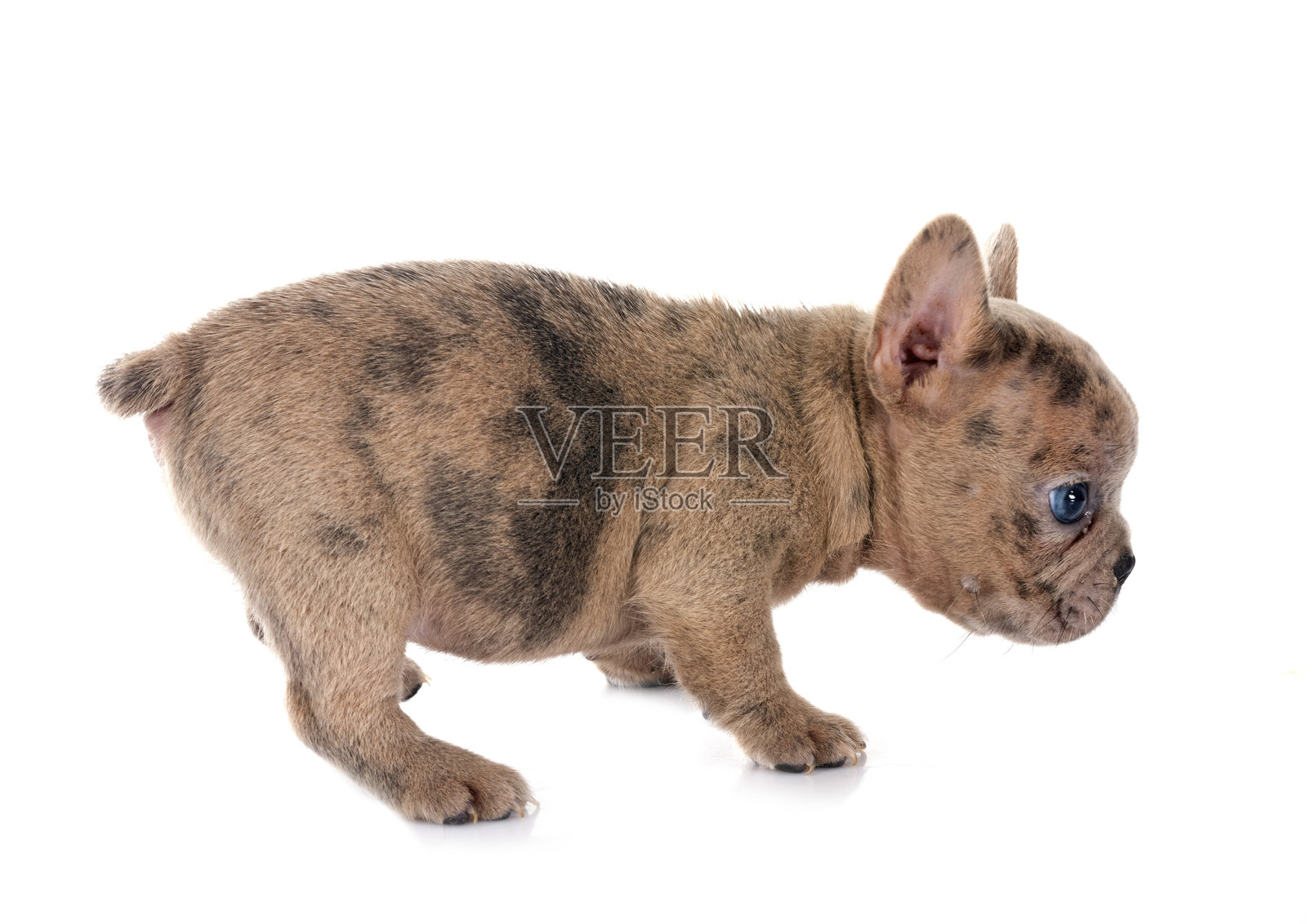 法斗在摄影棚里照片摄影图片