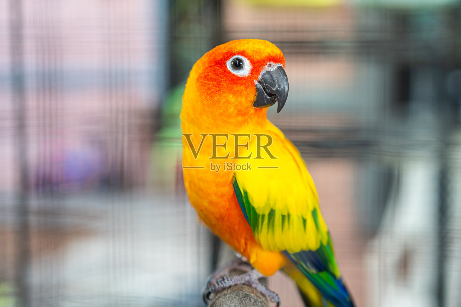 一只色彩斑斓的金刚鹦鹉，动物肖像。照片摄影图片