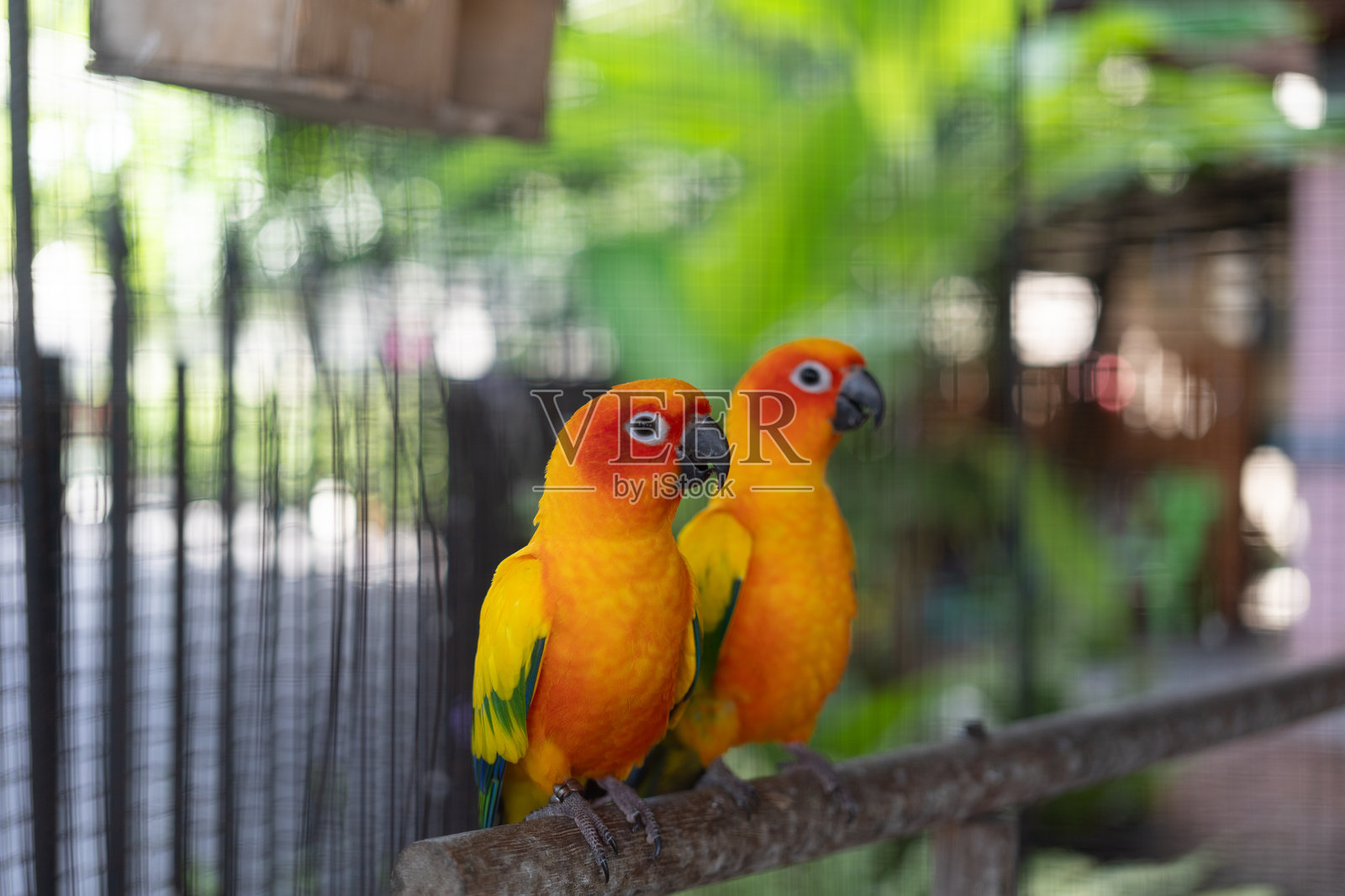 一只色彩斑斓的金刚鹦鹉，动物肖像。照片摄影图片