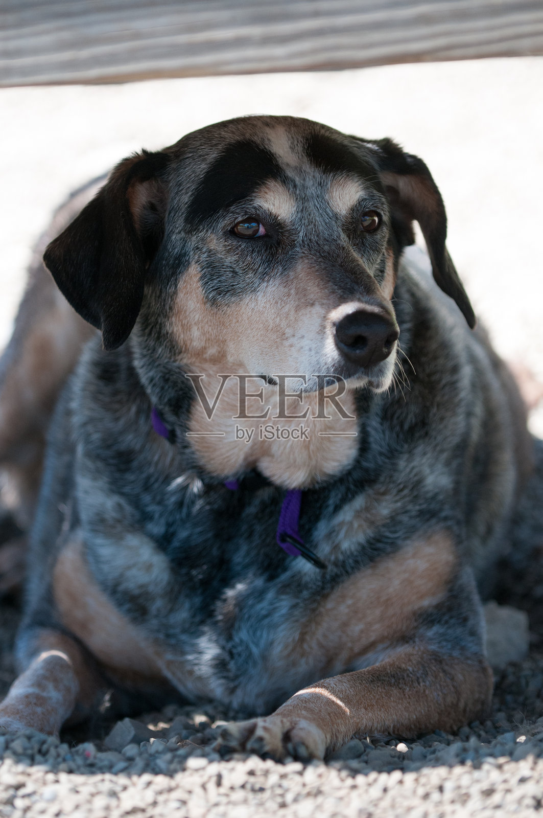 在外面长椅下躺着的流浪狗照片摄影图片