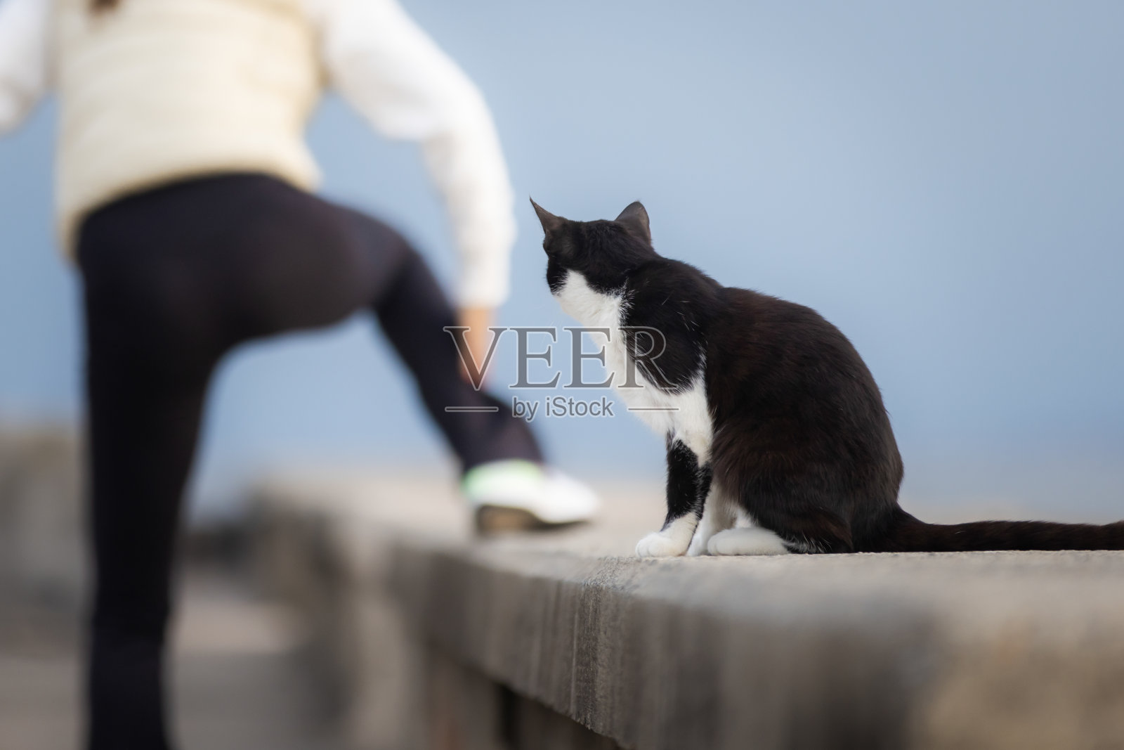 流浪猫坐在街上。照片摄影图片