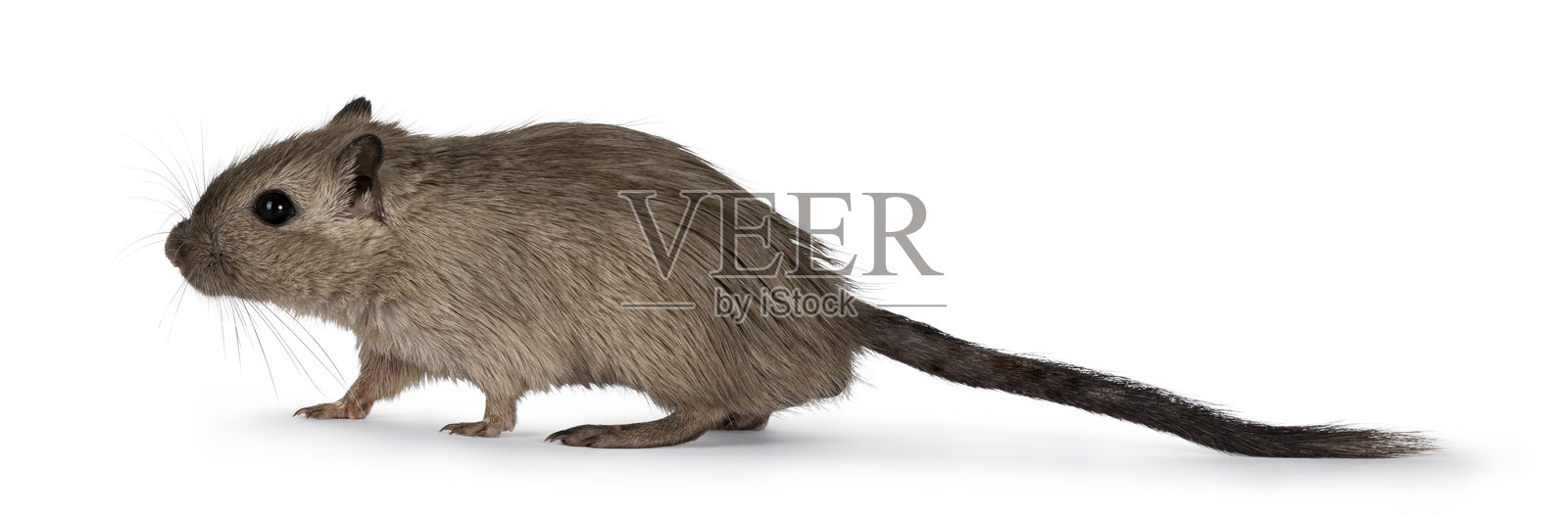 白色背景上的棕色沙鼠照片摄影图片