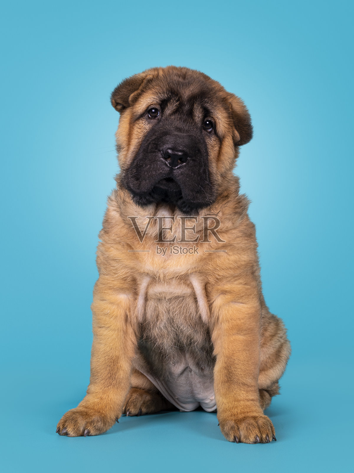 藏獒小狗在蓝绿色背景上照片摄影图片