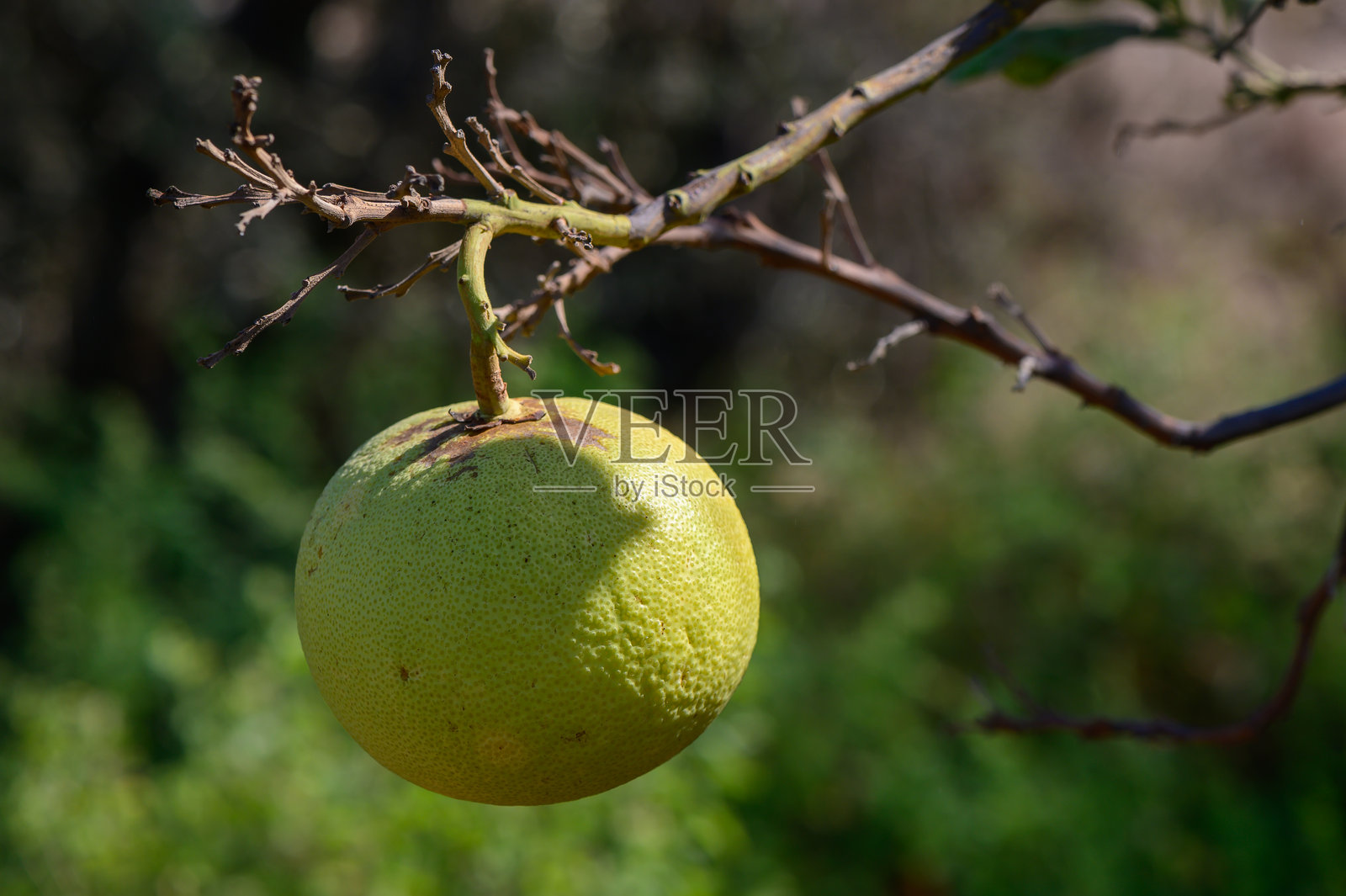 阳光明媚的果园里，一颗成熟的绿色水果挂在温暖的夏末下午的树枝上。照片摄影图片