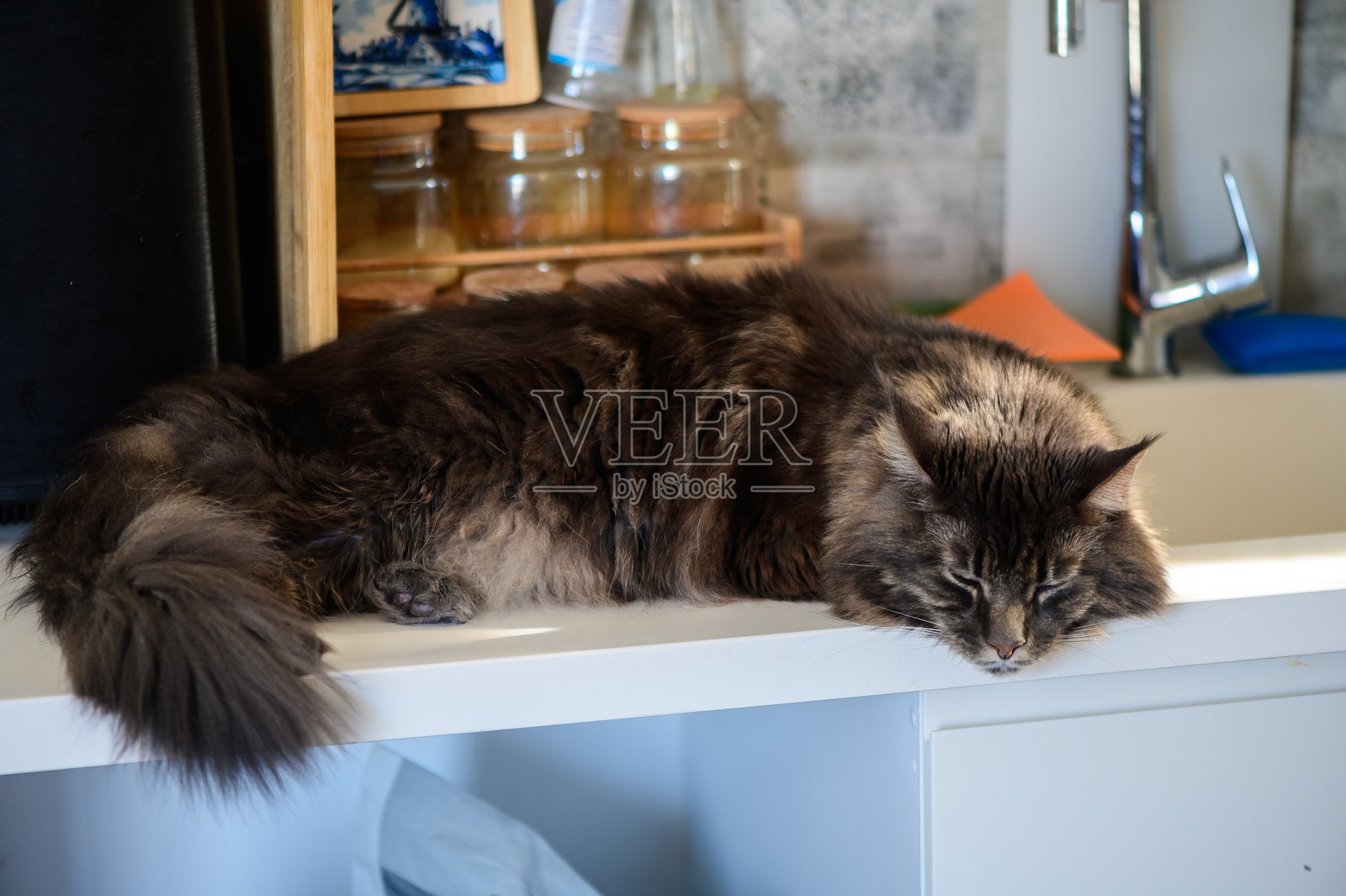 温馨的猫咪在充满温暖阳光的乡村厨房台面上悠闲地 lounging。照片摄影图片