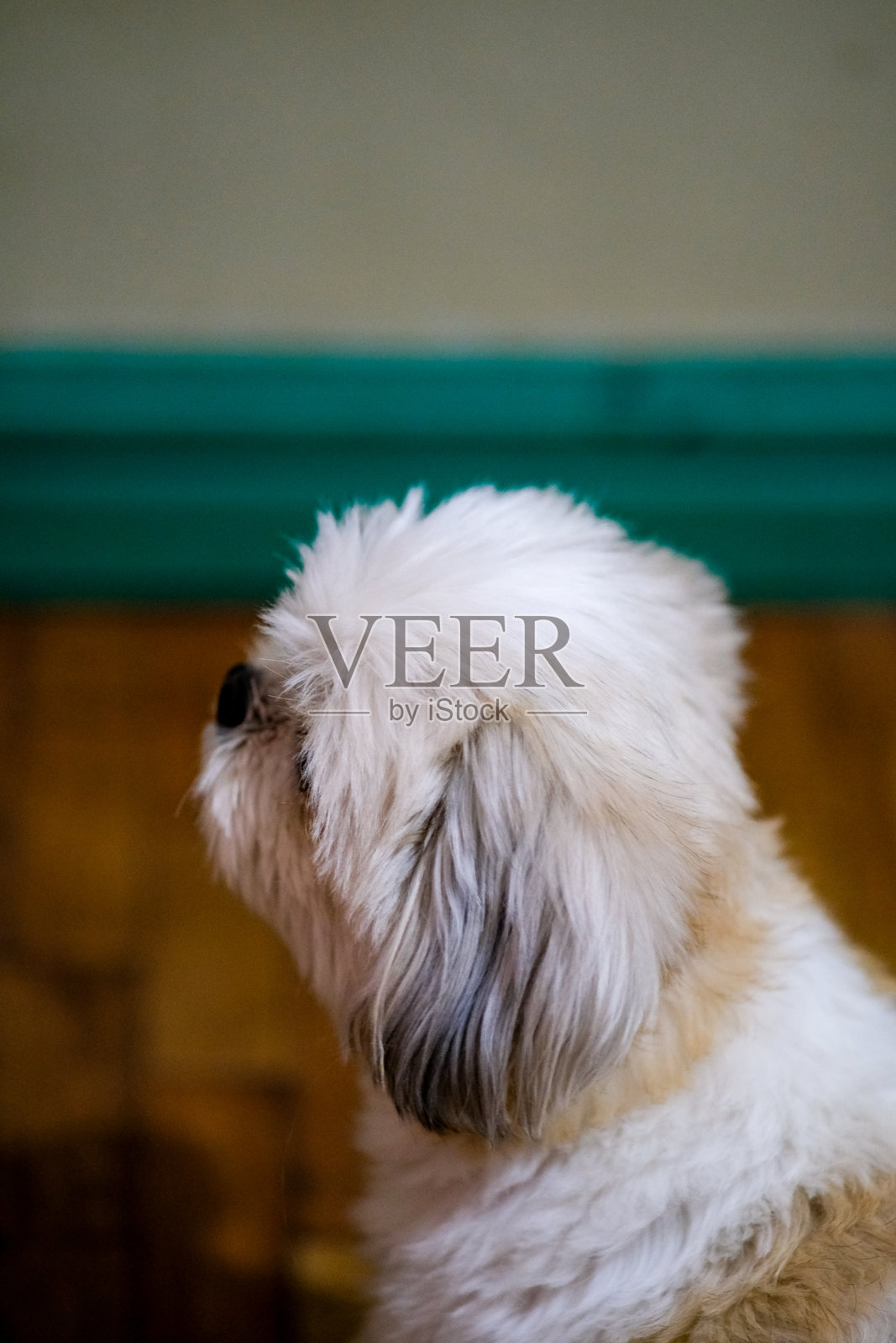 白色西施犬的特写镜头。照片摄影图片