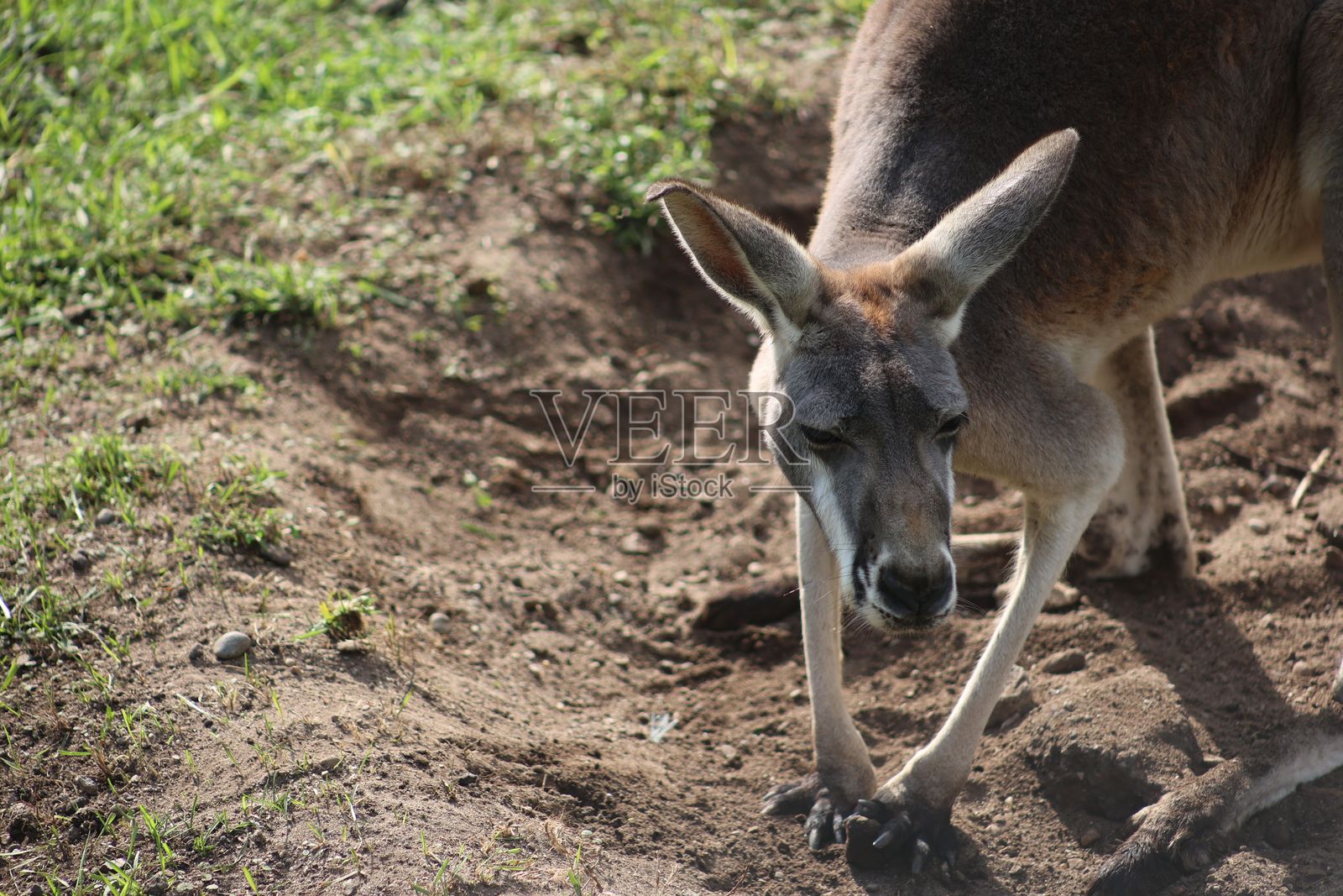 袋鼠在自然栖息地中照片摄影图片