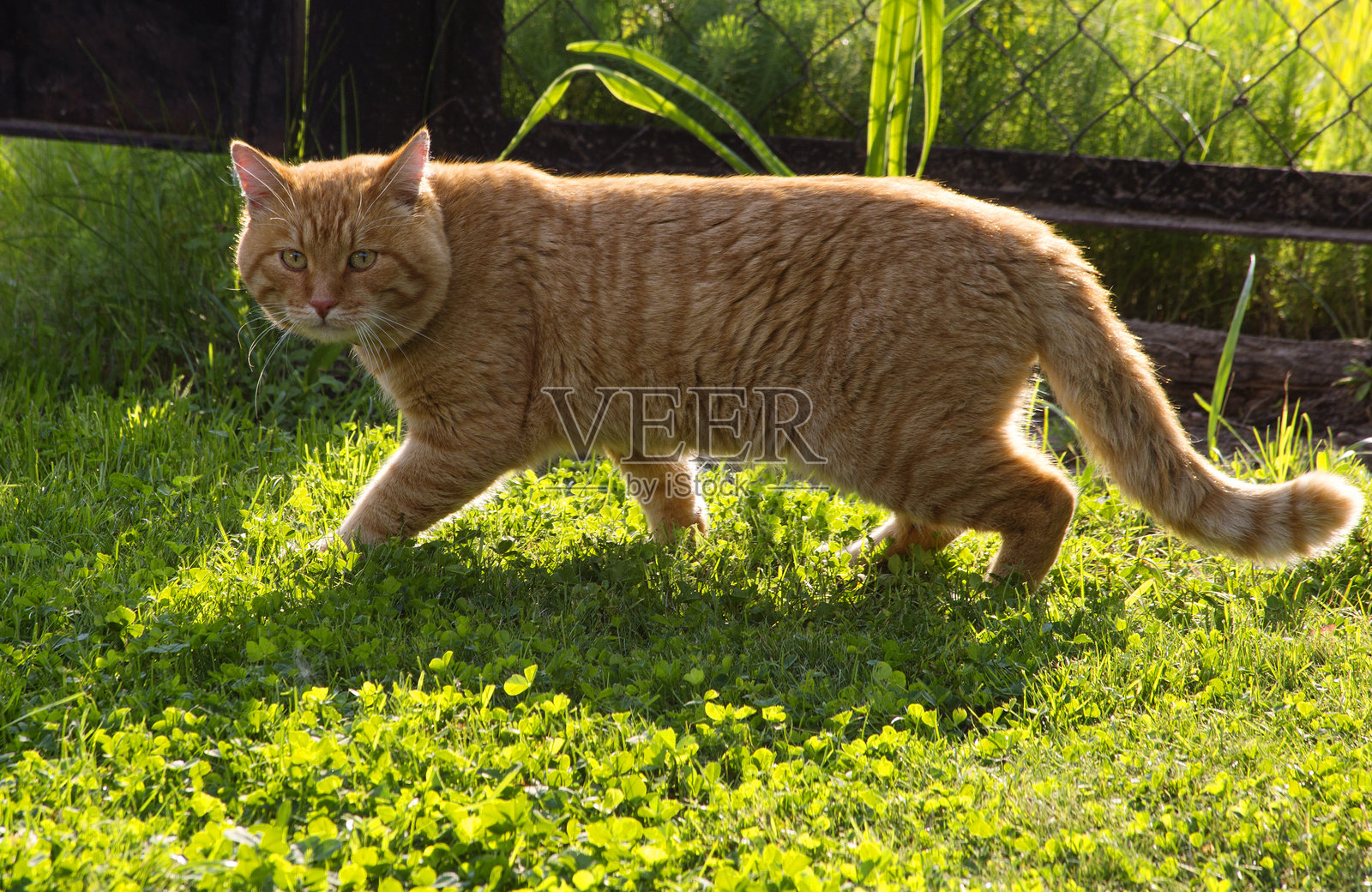 一只红毛猫正在草坪上走。照片摄影图片