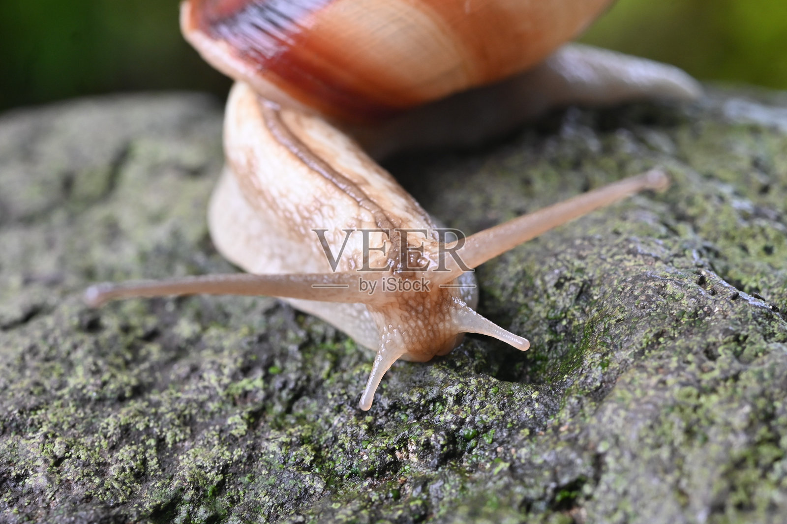 蜗牛的运动。软体动物背景素材。照片摄影图片