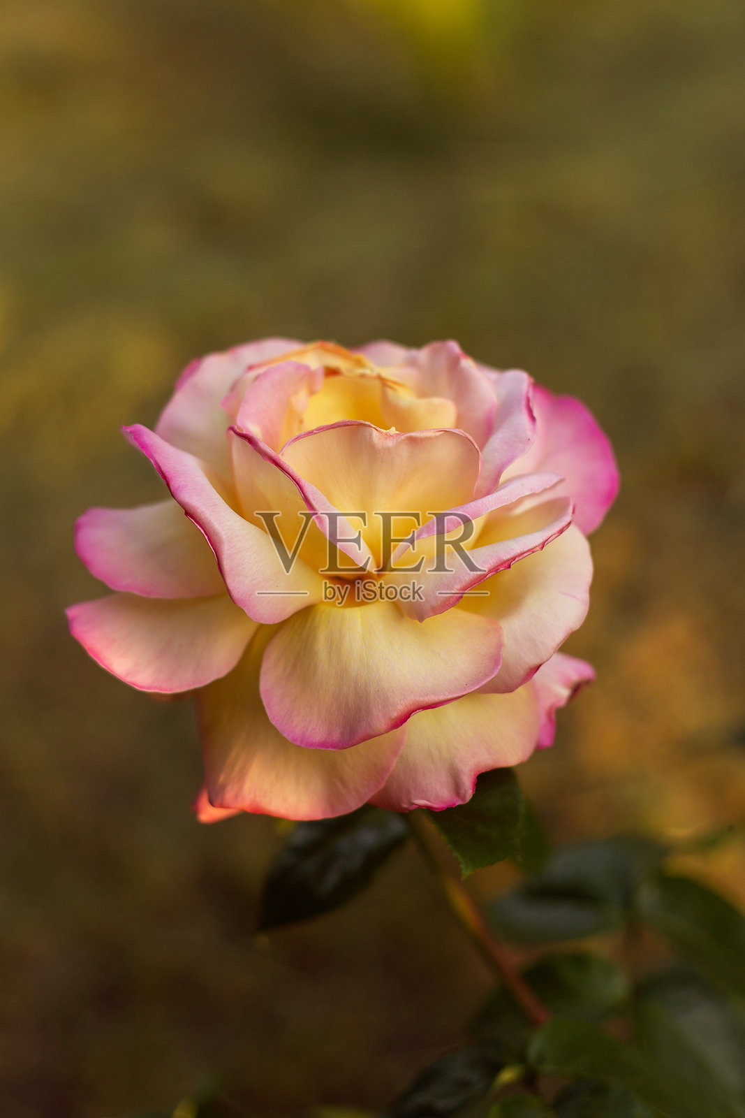 绽放之美：花园中的花朵照片摄影图片