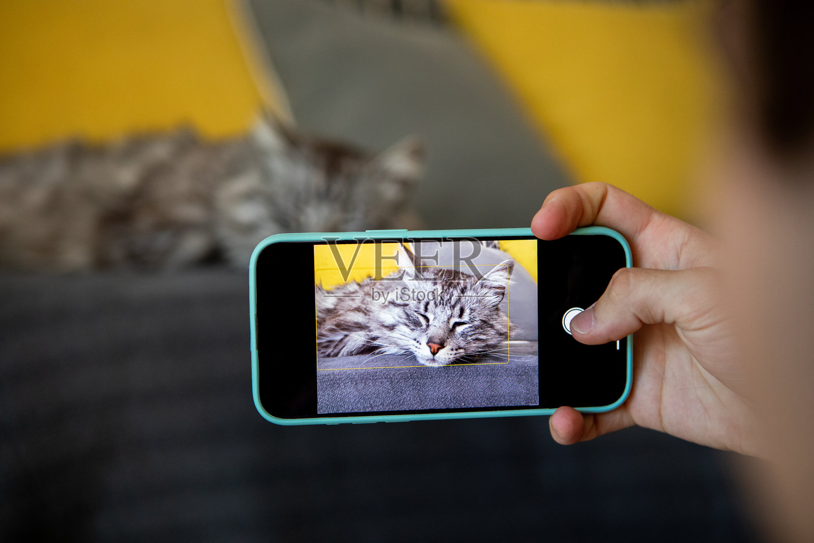 特写镜头：一只手正在给他的猫拍照照片摄影图片