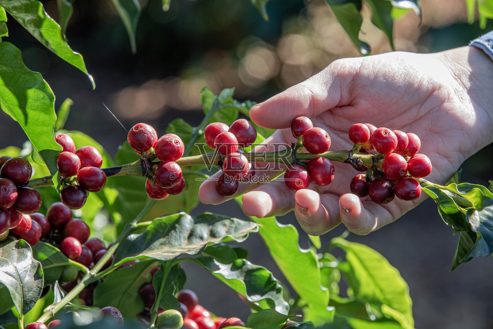 咖啡种植园中的女性农民照片摄影图片