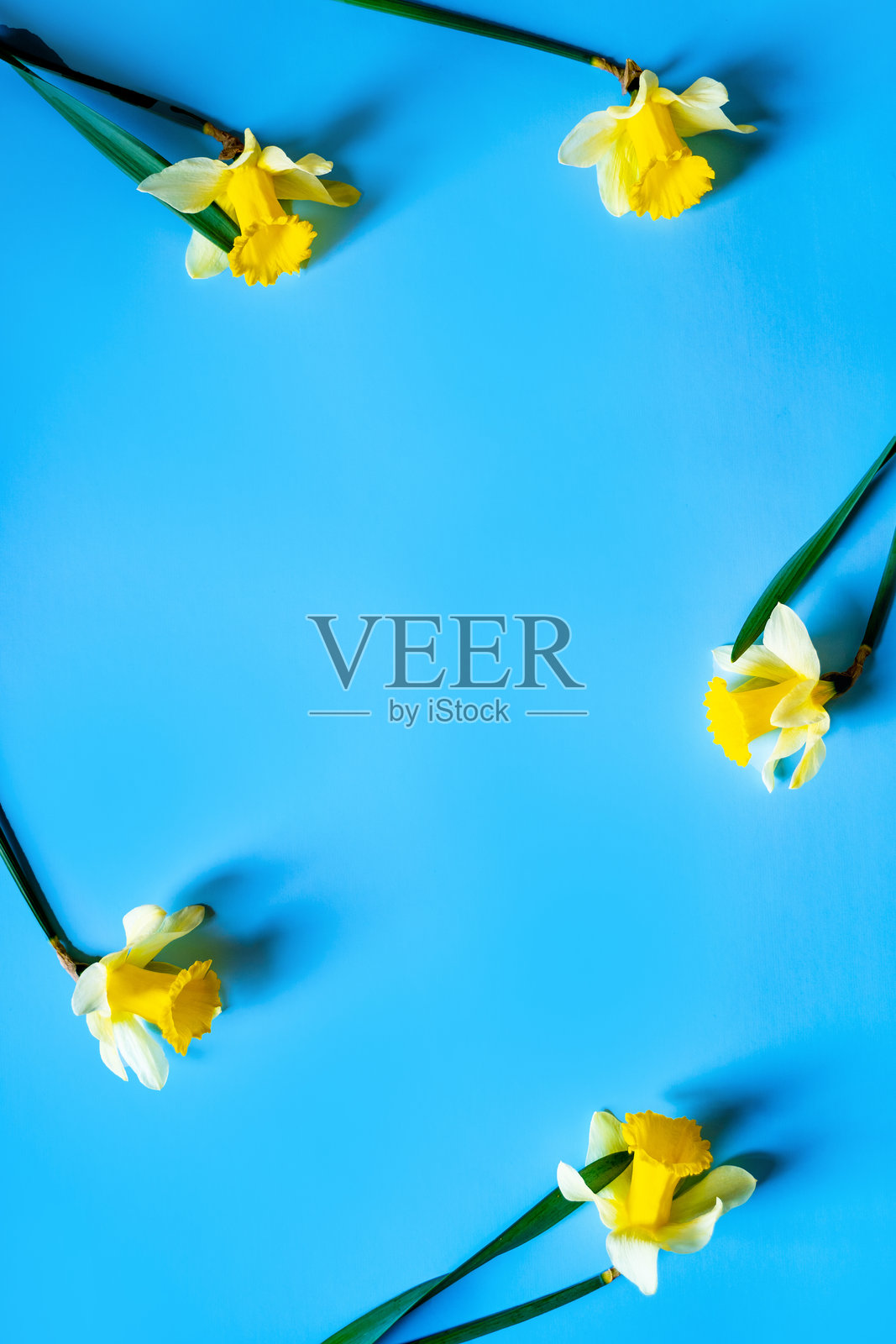 黄色毛茸茸的水仙花照片摄影图片