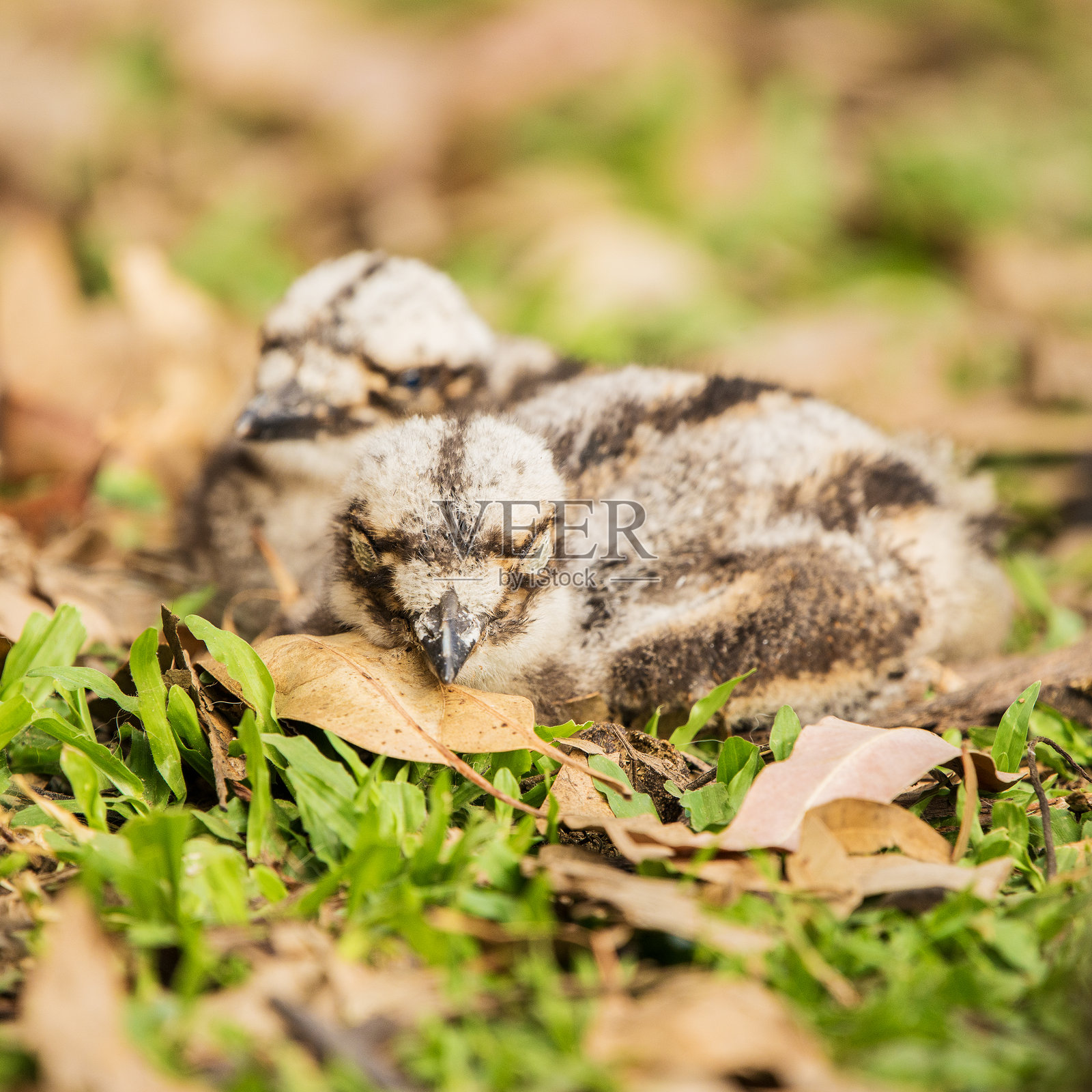 灌木石鸻雏鸟照片摄影图片