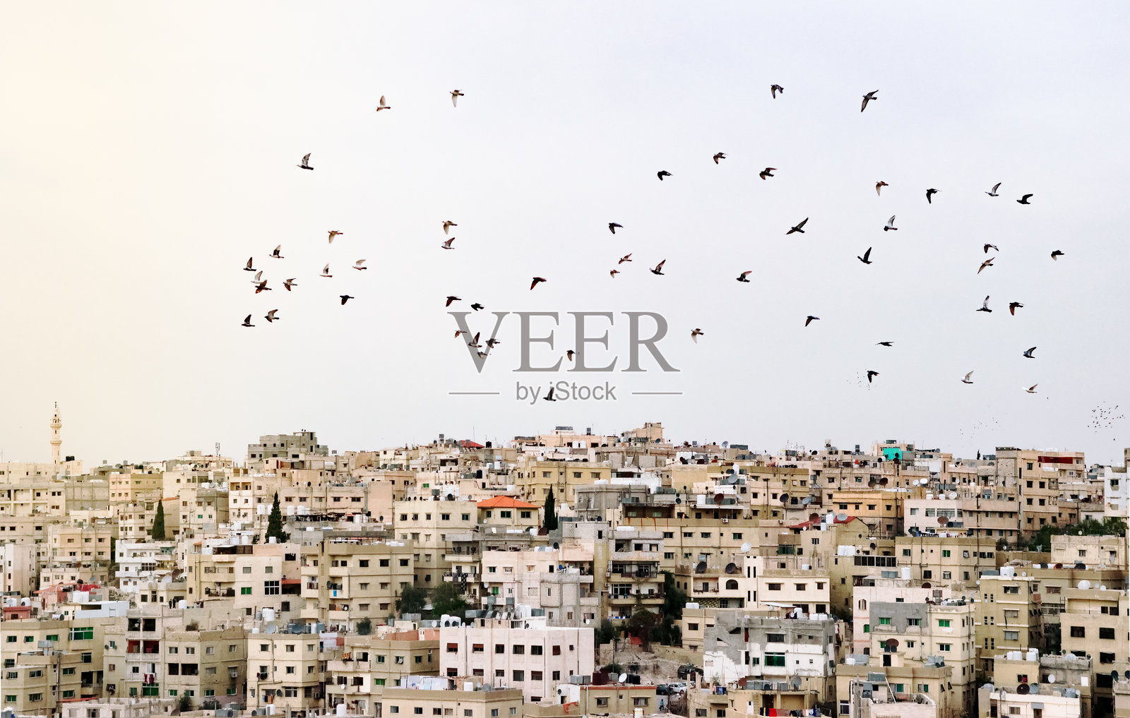 一群鸟在晴朗的天空中飞翔照片摄影图片