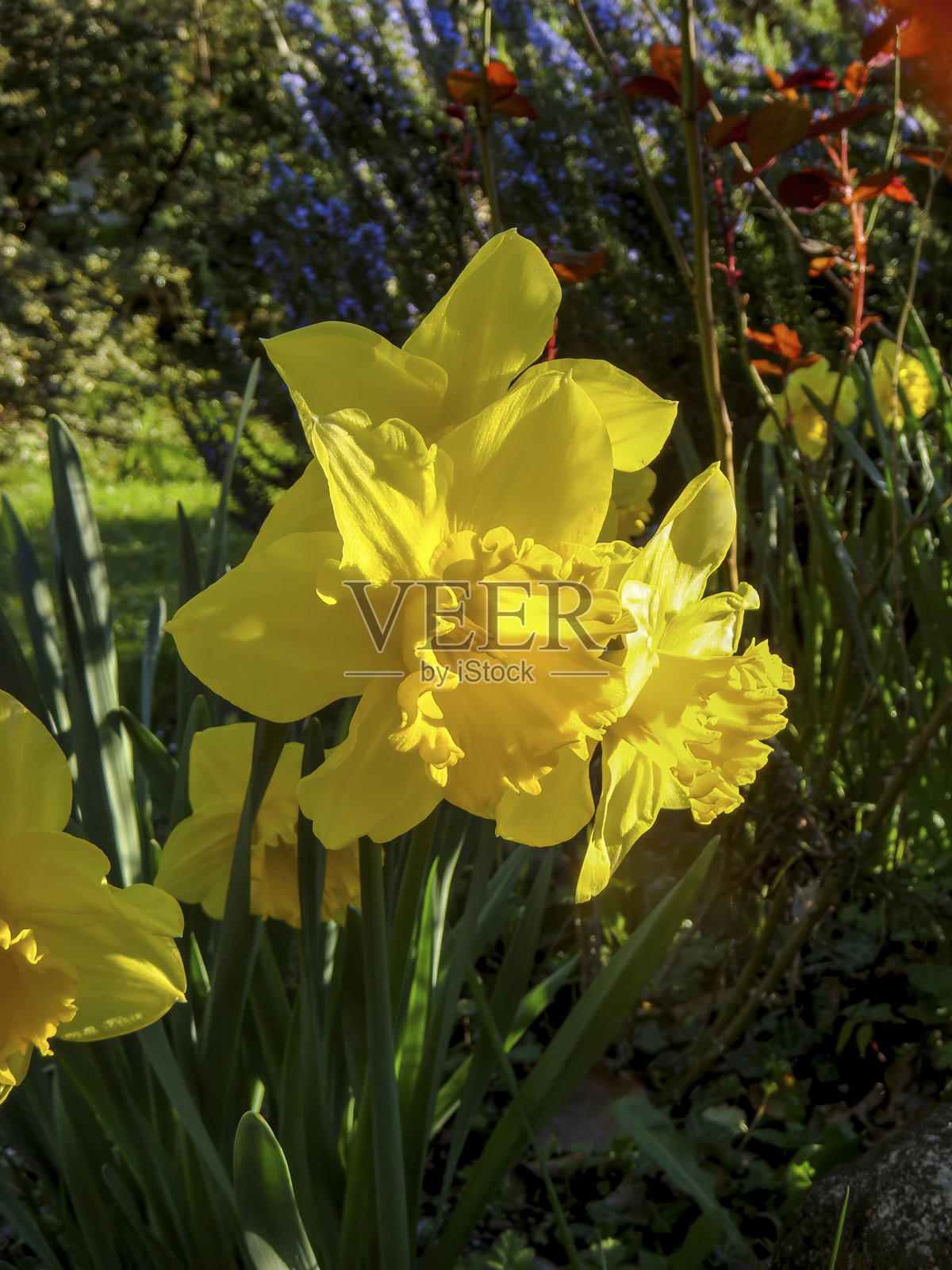 壮丽的水仙花（Narcissus pseudonarcissus），也称为复活节水仙。照片摄影图片