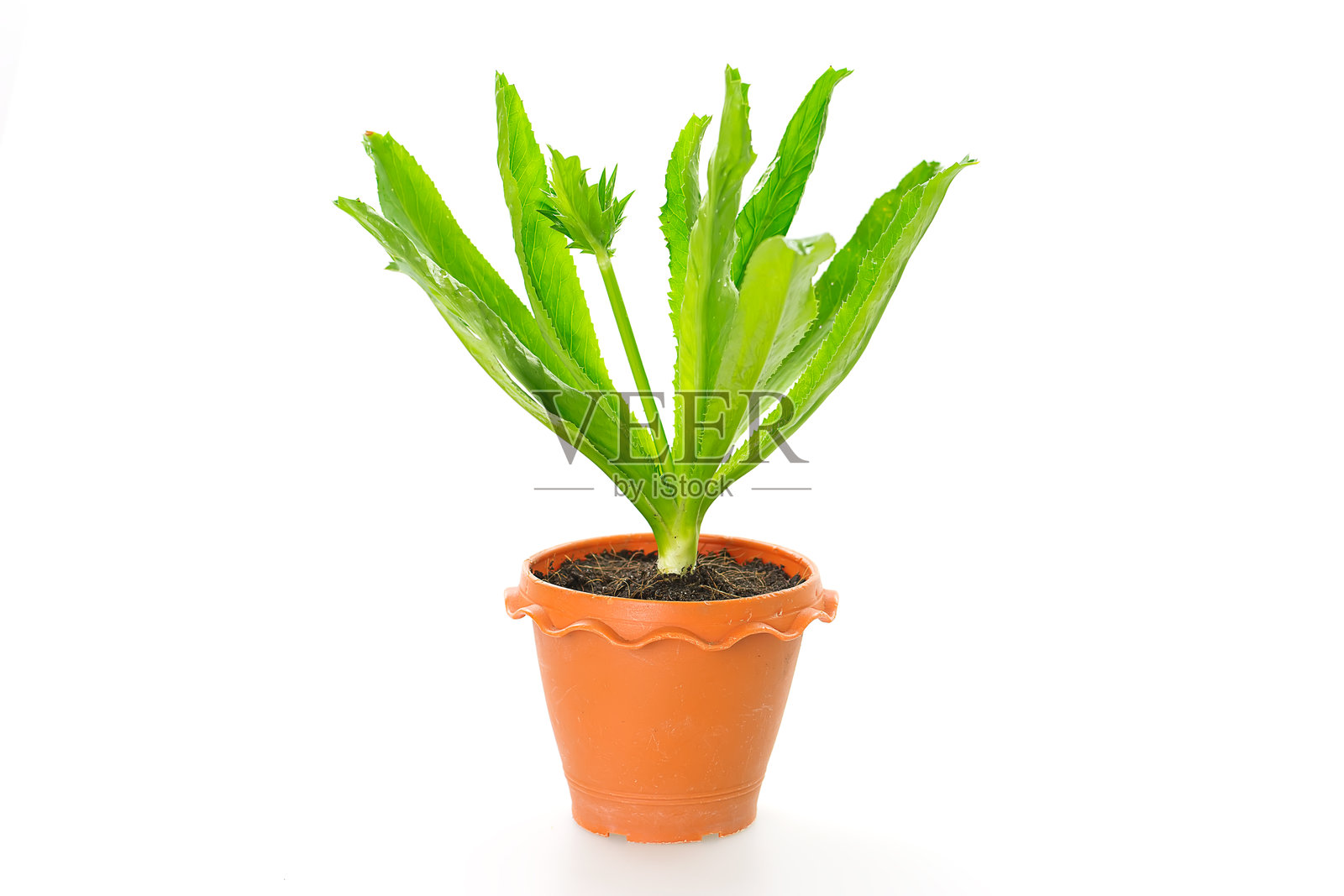 白色背景下的盆栽植物特写照片摄影图片