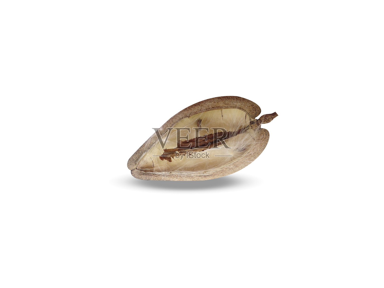 马斯登尼亚干种子照片摄影图片