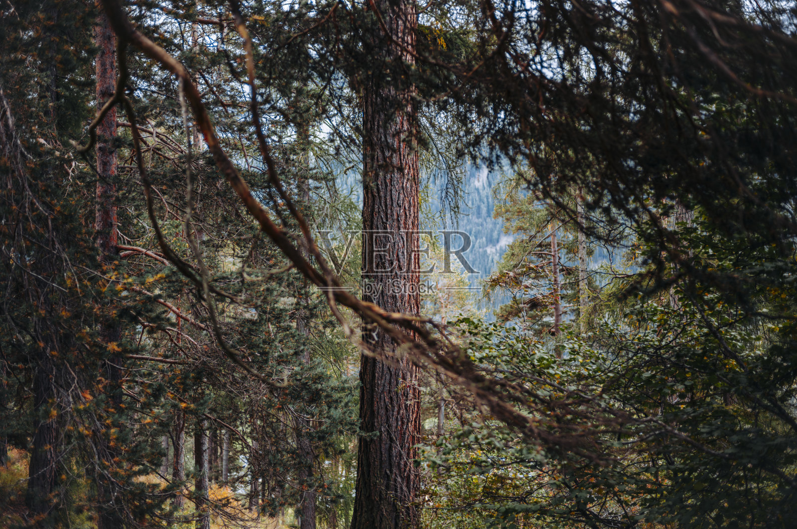 漫游瑞士恩嘎丁阿尔卑斯山照片摄影图片