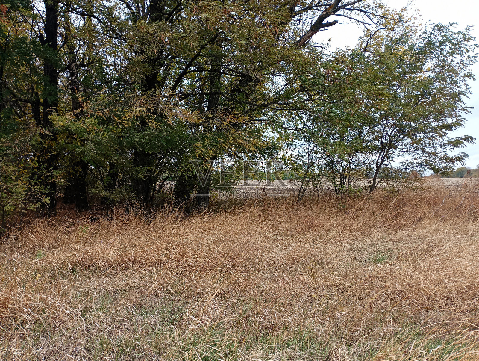 美丽的秋季树木和黄色草地的自然风光。白色的刺槐森林。照片摄影图片