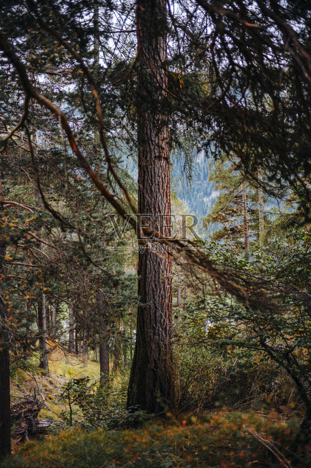 漫游瑞士恩嘎丁阿尔卑斯山照片摄影图片