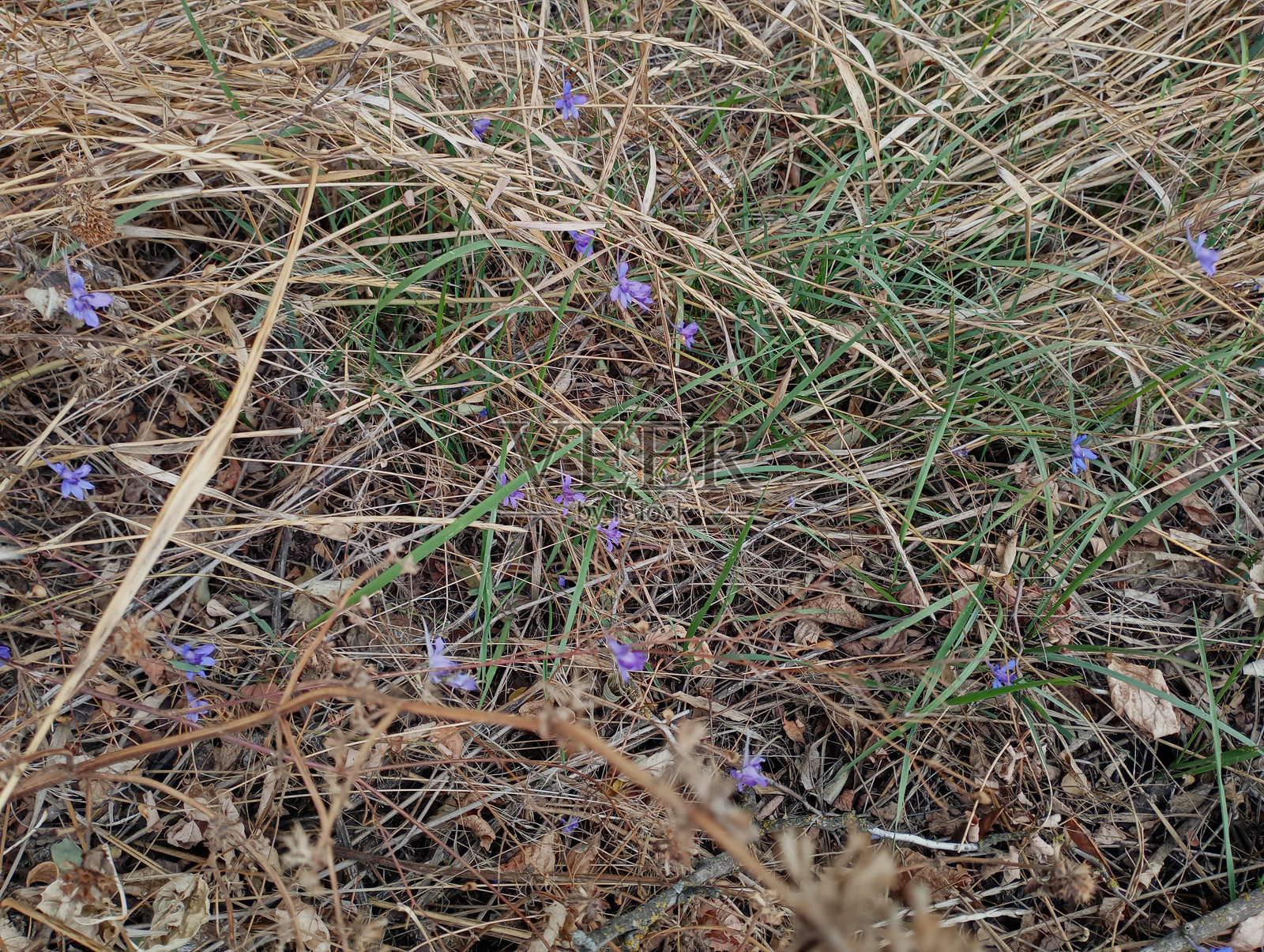 秋草中的小紫花。自然的植物背景。照片摄影图片