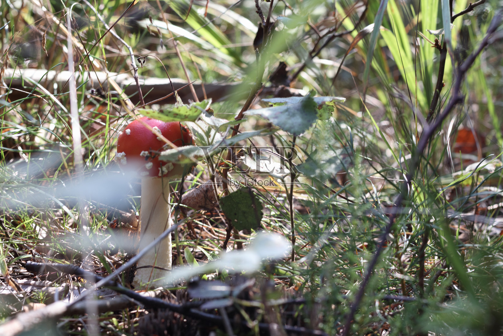 一朵有毒的红色蘑菇，白色的茎在森林中生长。照片摄影图片