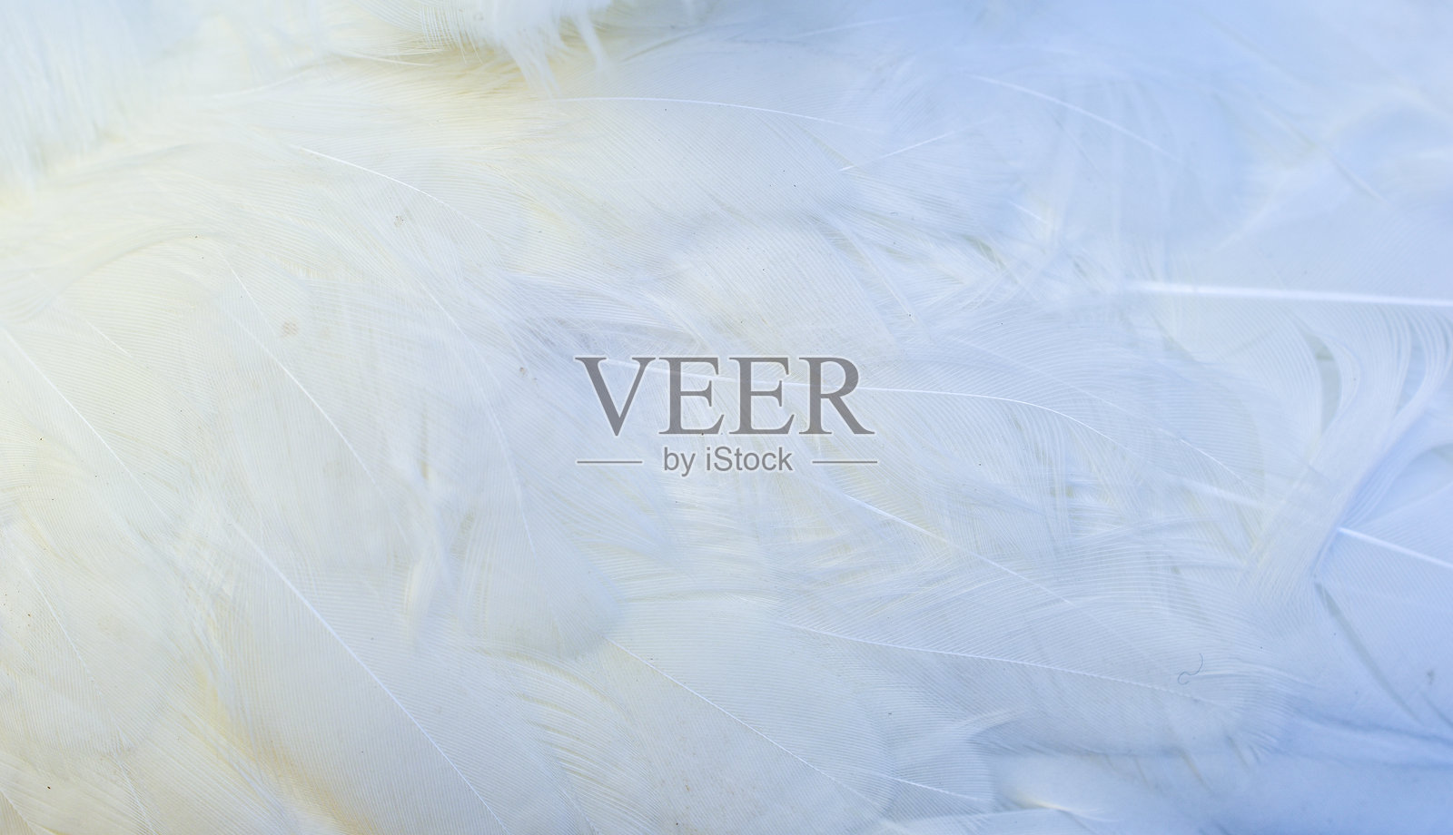 白色羽毛皮肤照片摄影图片