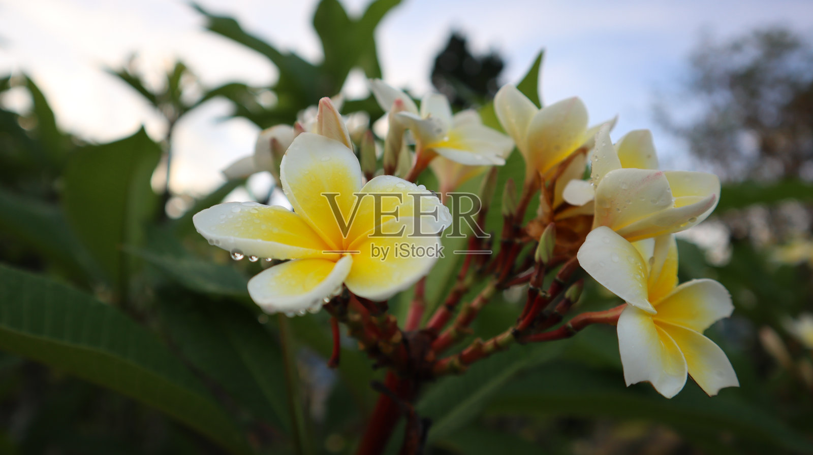 鸡蛋花照片摄影图片