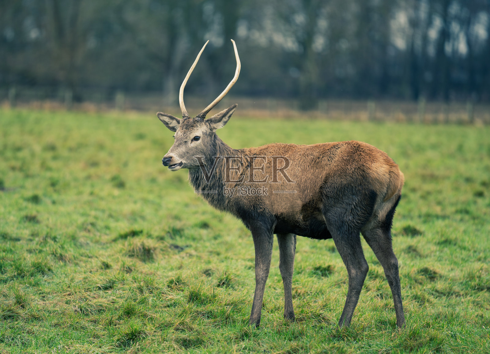 驯鹿的特写镜头照片摄影图片