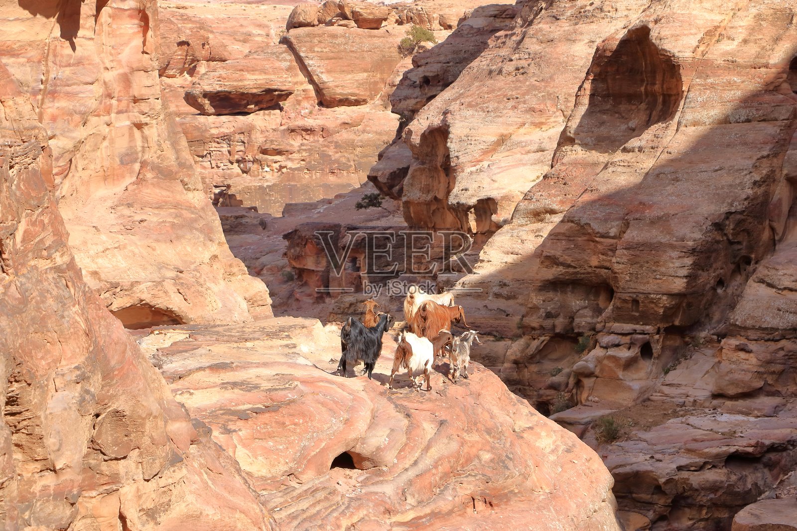 约旦佩特拉的瓦迪穆萨地区的山羊照片摄影图片