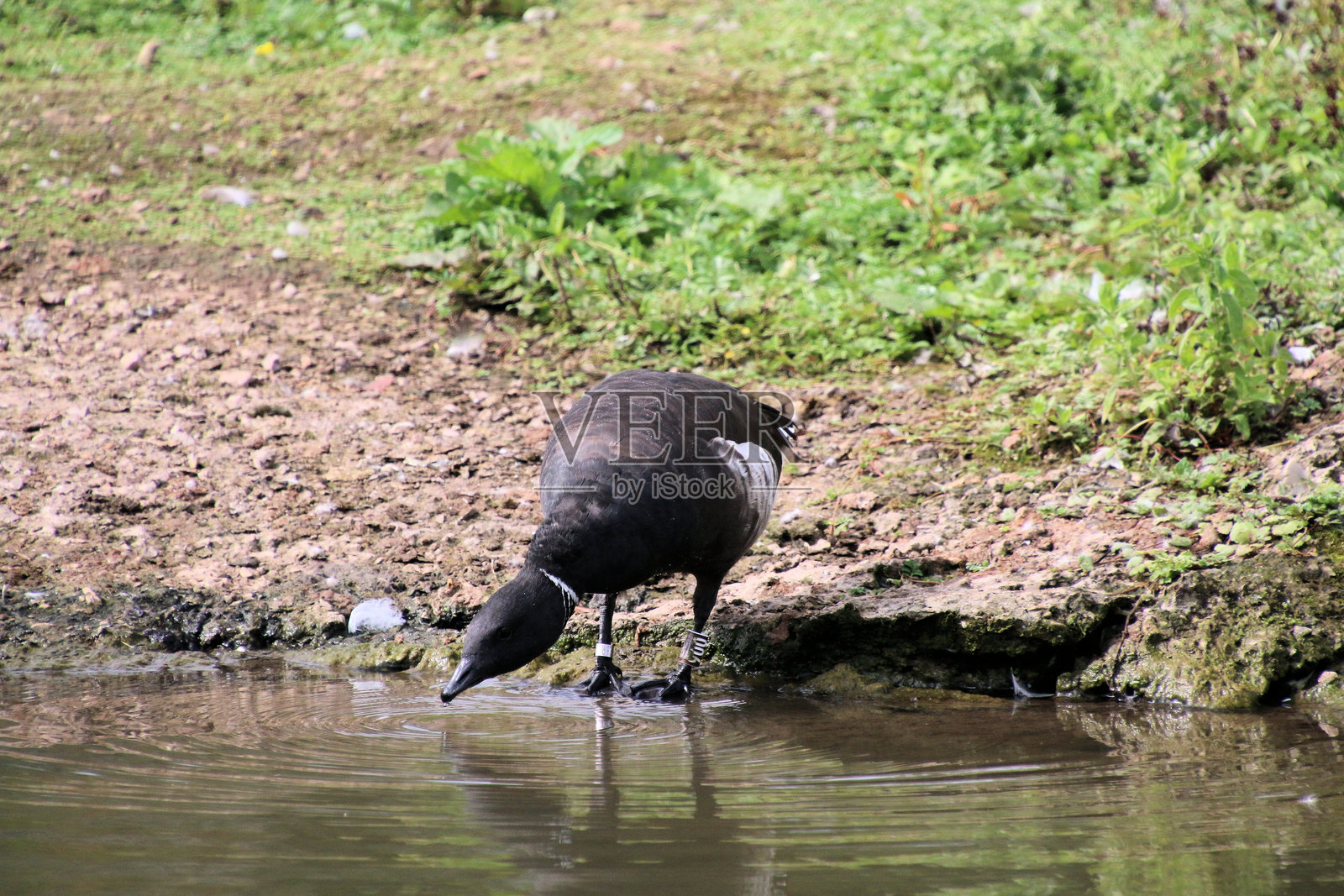 一只鹅的视角照片摄影图片