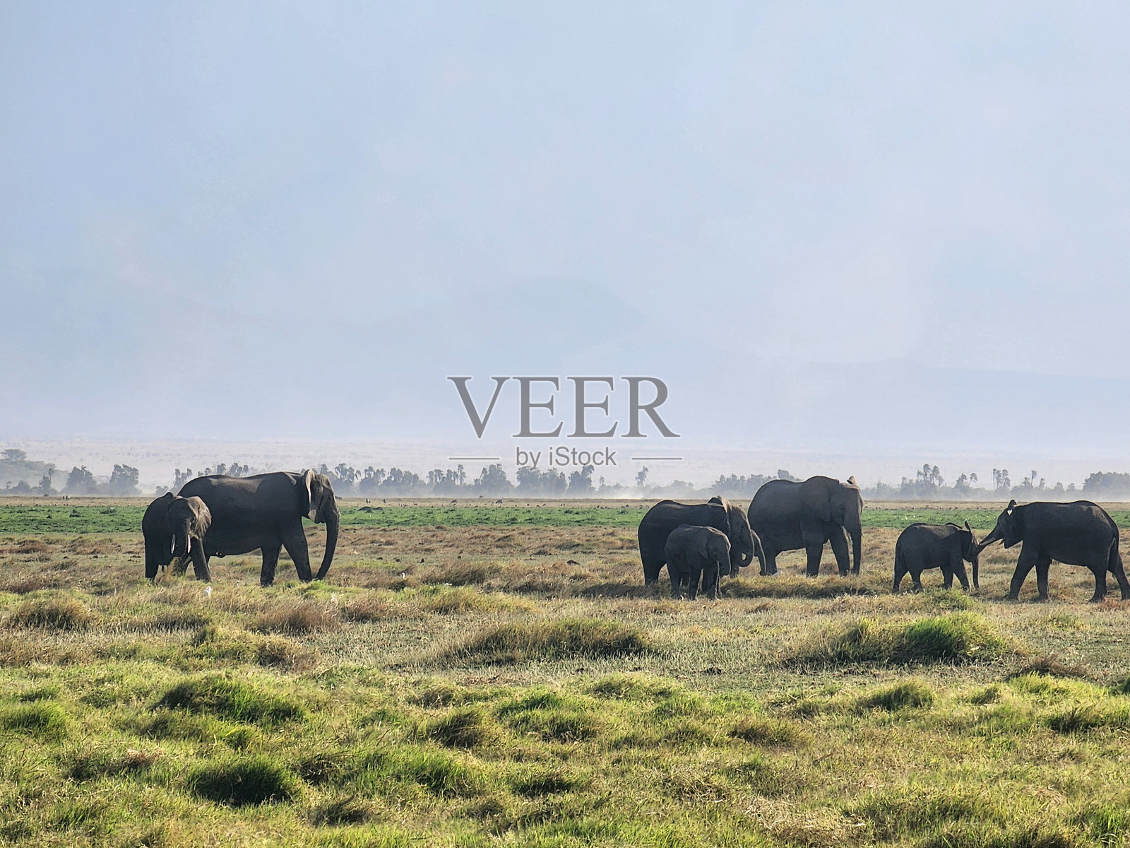 探索肯尼亚的野生动物照片摄影图片