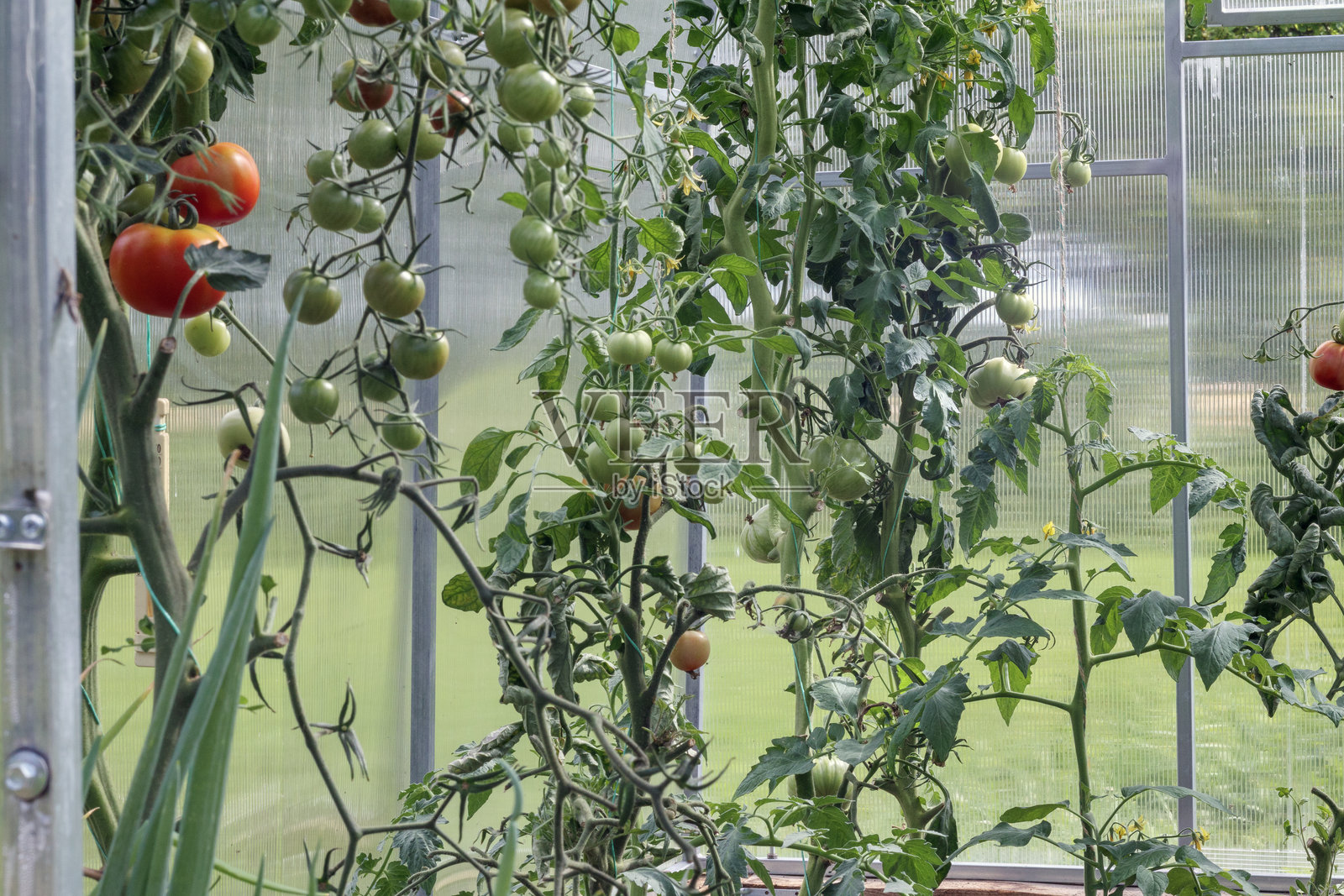 温室中生长的番茄幼苗照片摄影图片