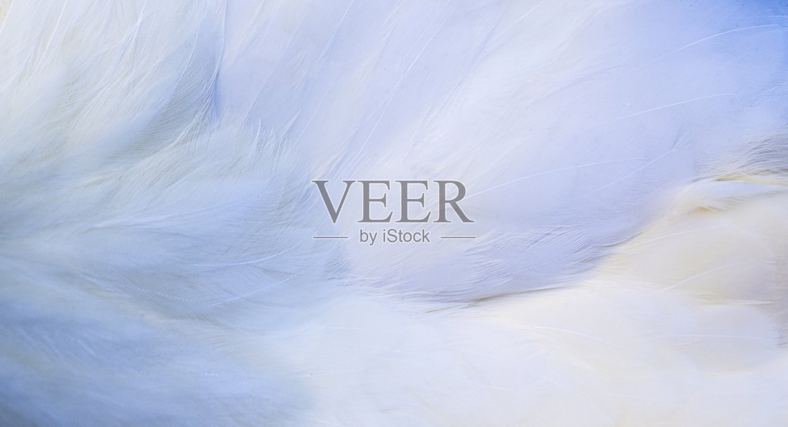 鸡毛照片摄影图片