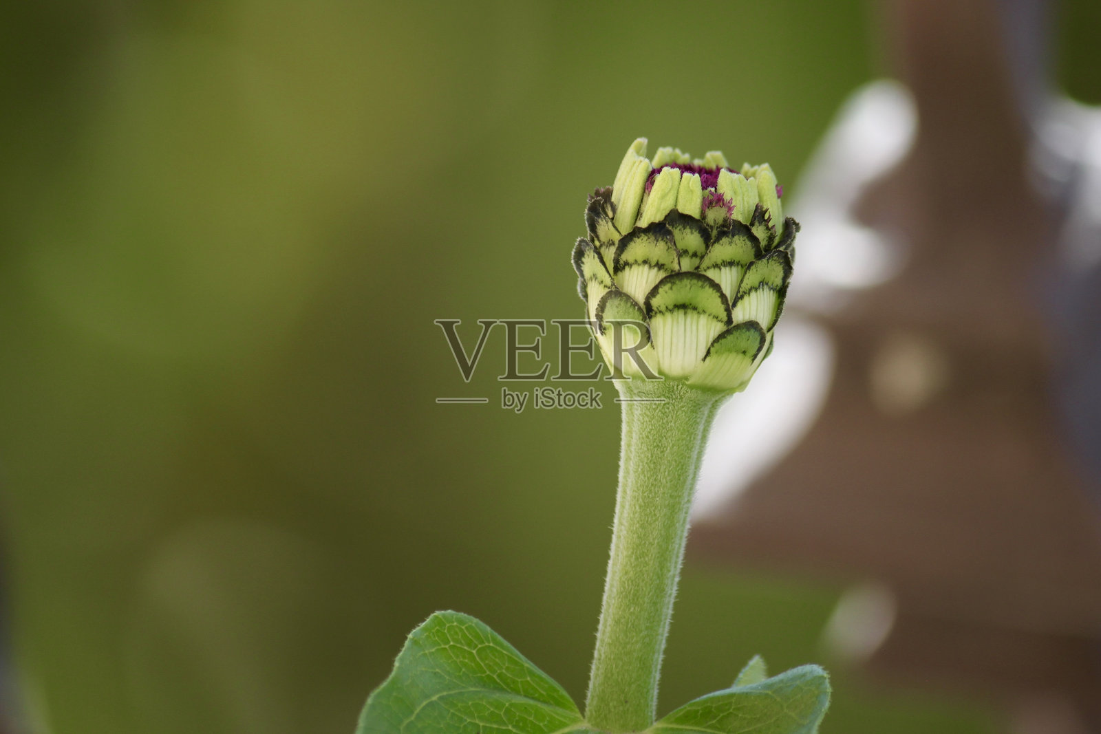 自然中的装饰艺术风格，展现在一个正在发育的百日草花蕾旁边照片摄影图片