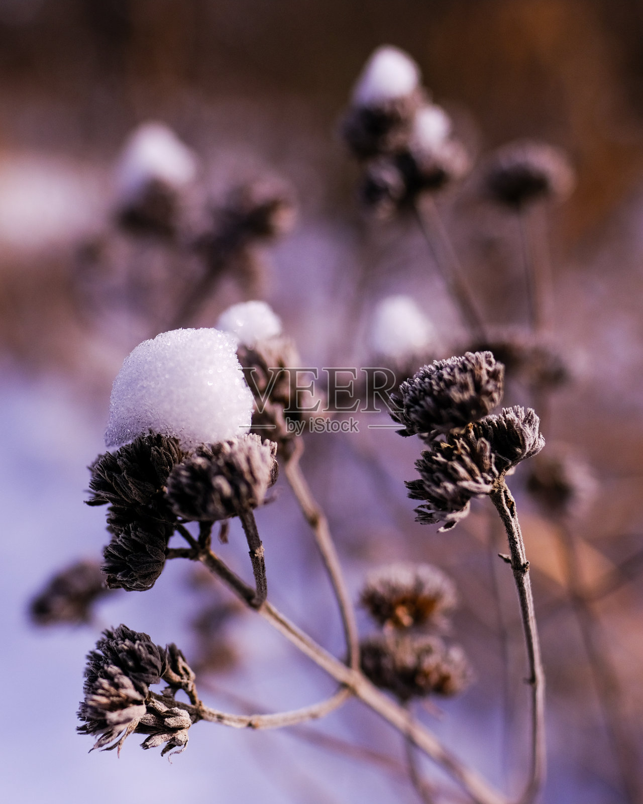 冬天来了照片摄影图片