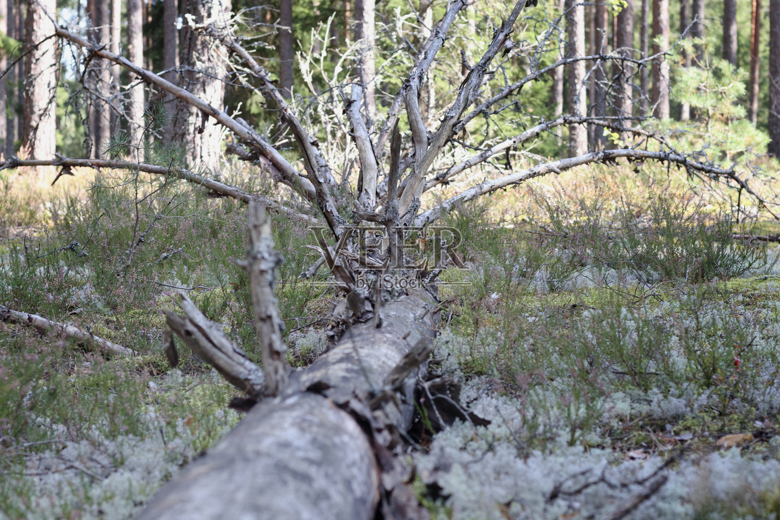 枯萎的树干和躺在地上的树枝在森林中照片摄影图片