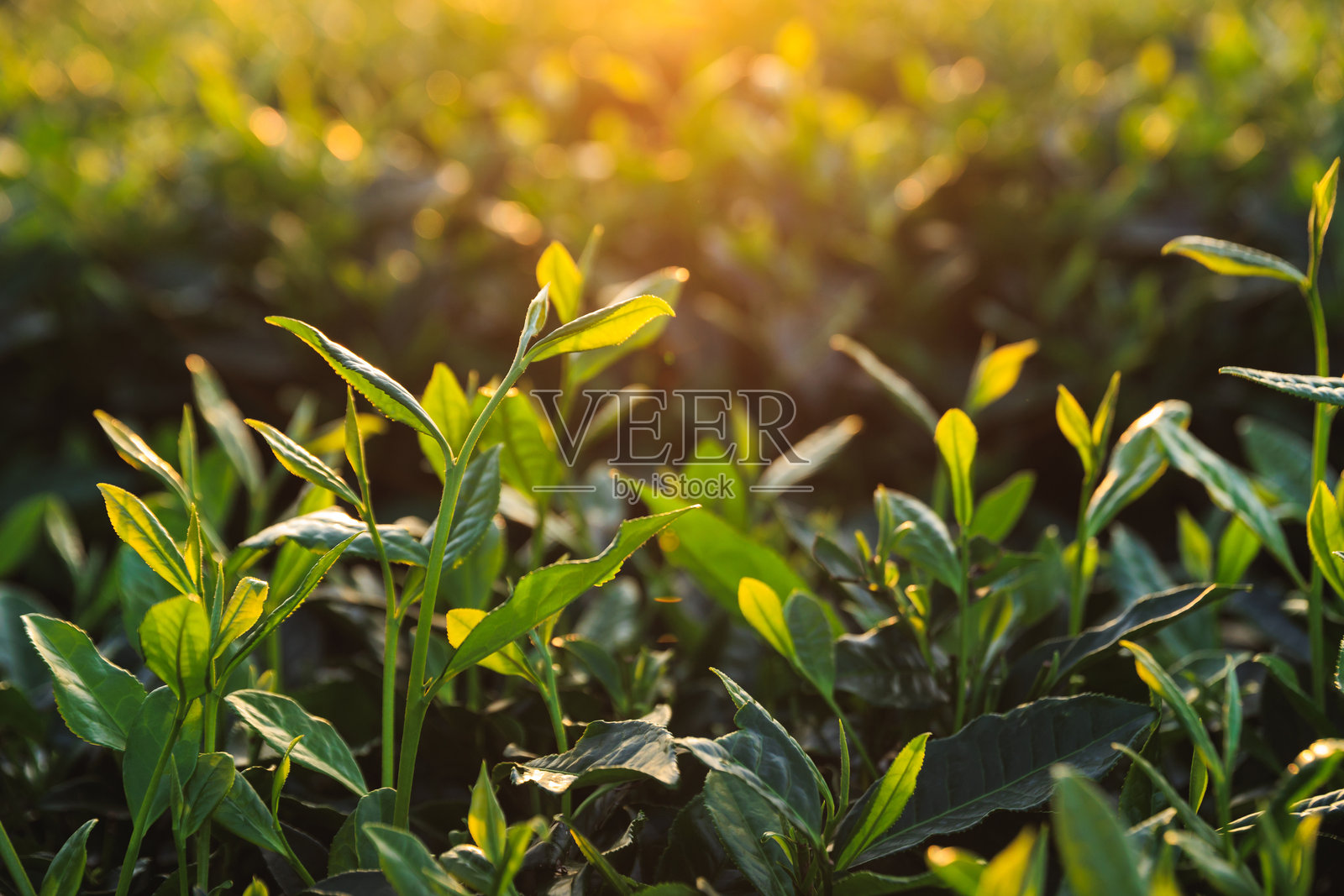 春天山中的绿茶树照片摄影图片