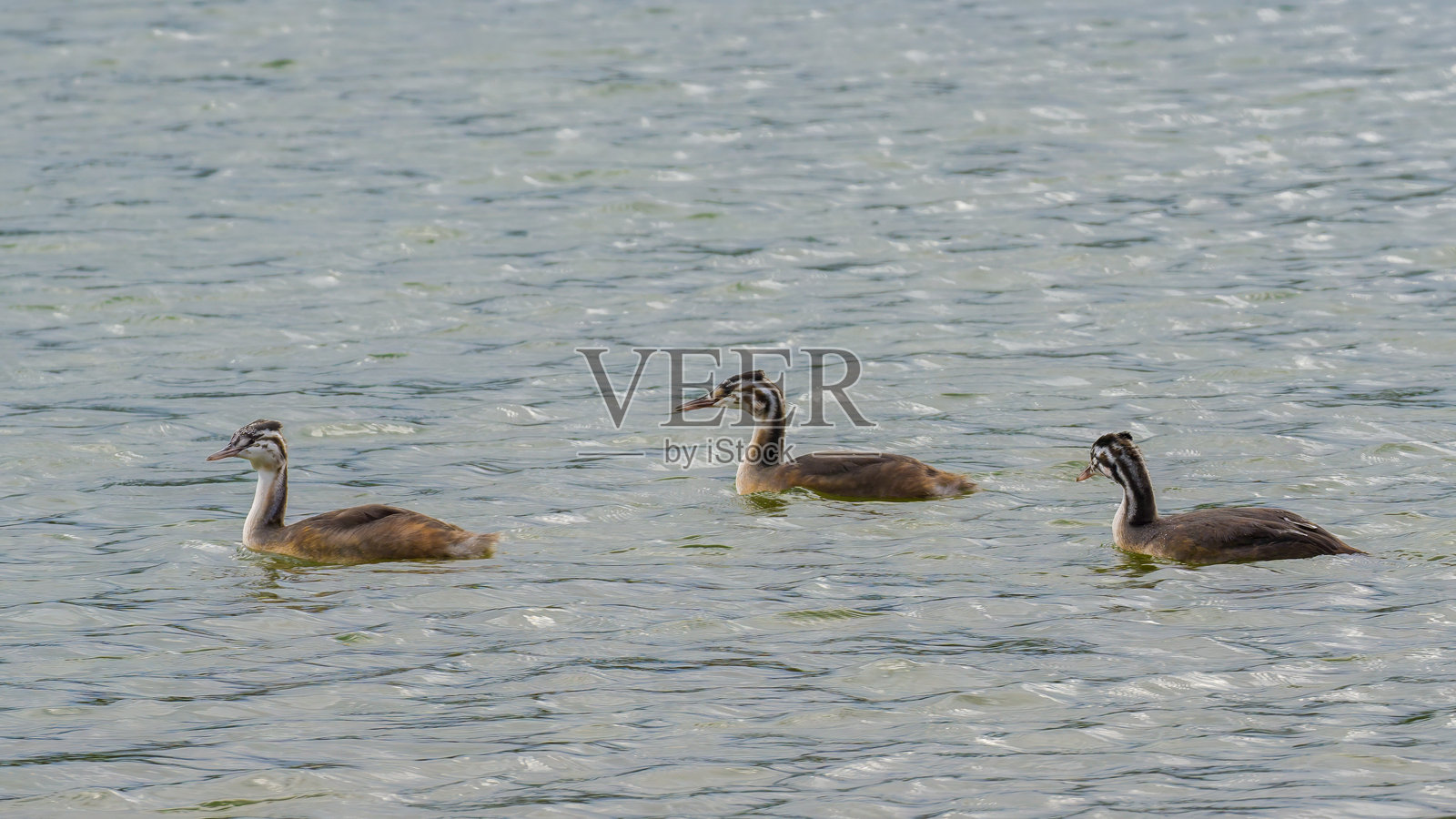 三只大冠鸊鷉的雏鸟在湖上照片摄影图片