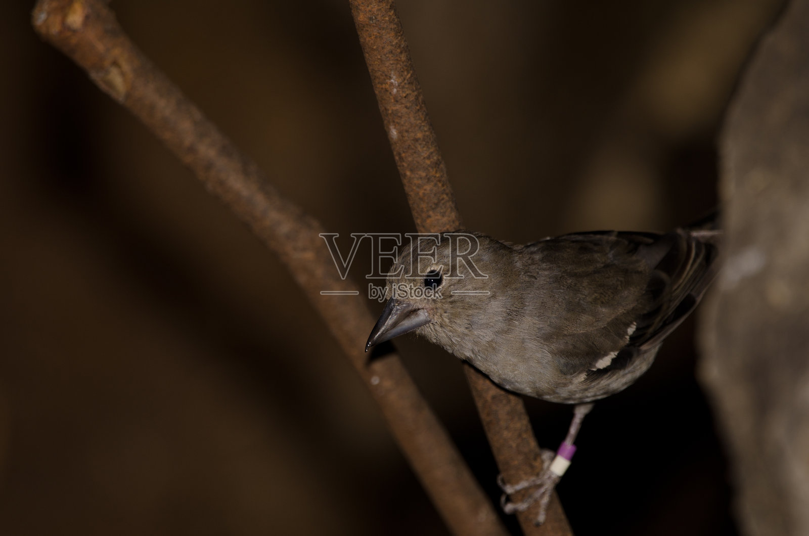 大加那利蓝雀。照片摄影图片