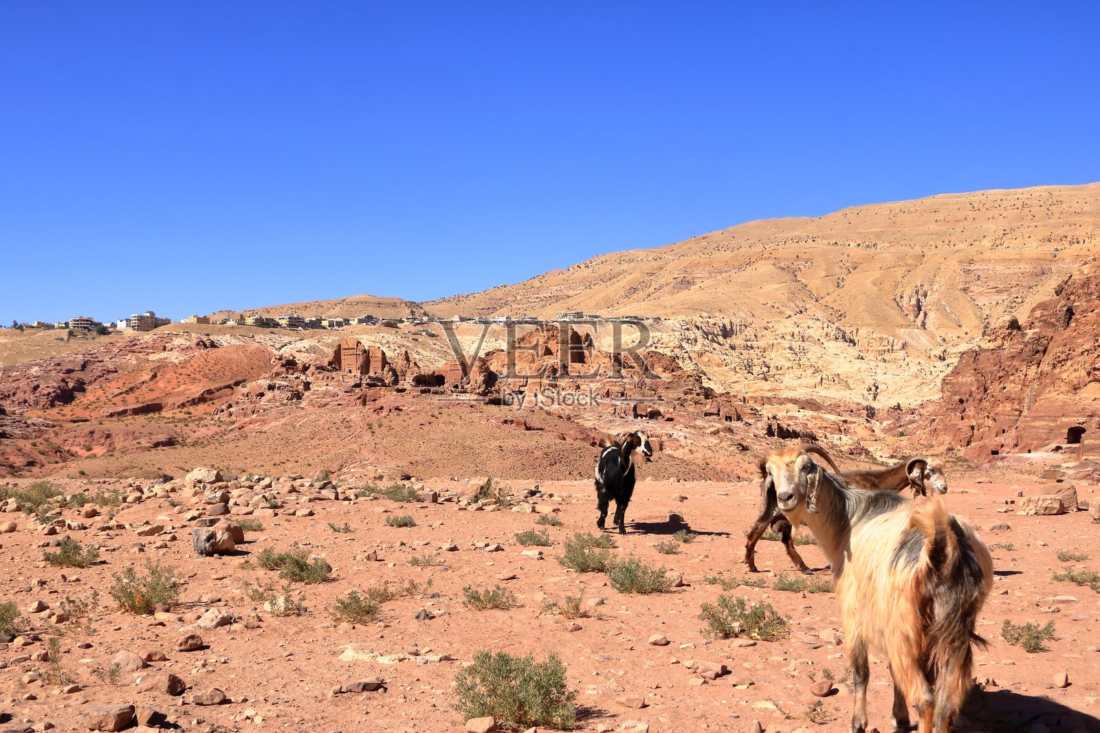 约旦佩特拉的瓦迪穆萨地区的山羊照片摄影图片