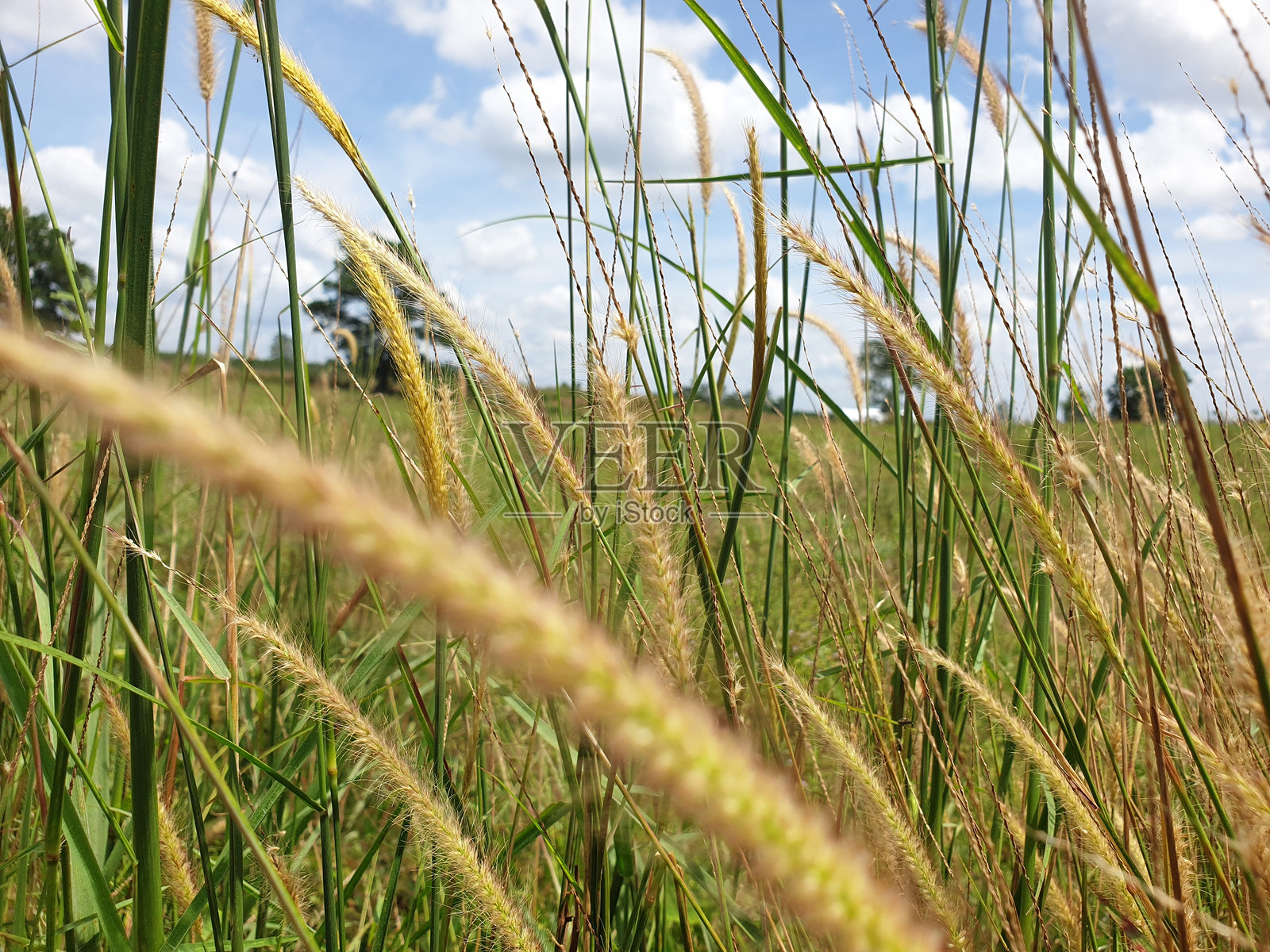 夏天阳光明媚的自然环境中的杂草照片摄影图片