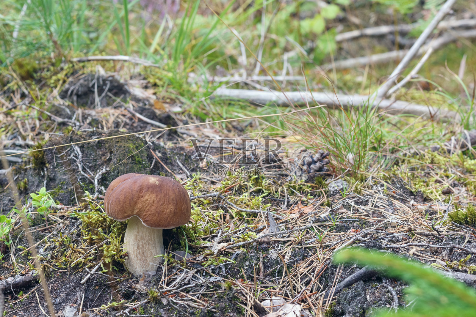 一朵蘑菇在森林的草地上生长。照片摄影图片