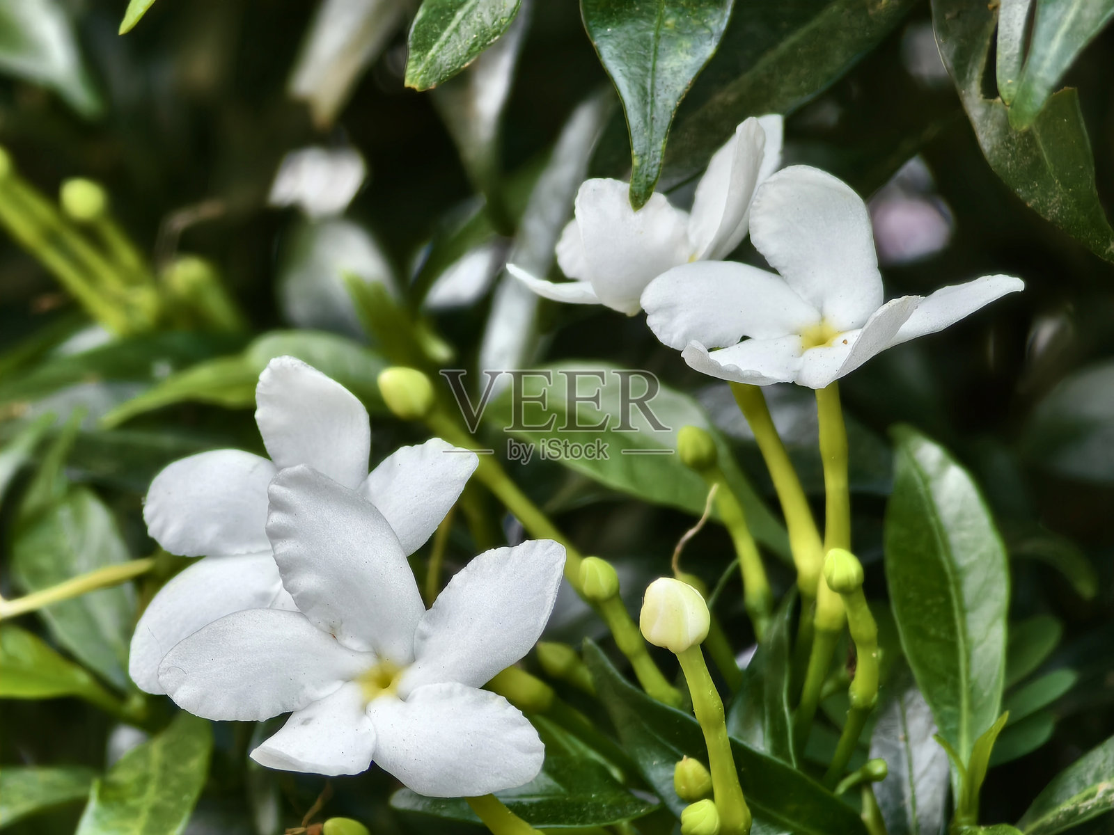 刚刚盛开的蒙多卡基花（Tabernaemontana Divaricata）照片摄影图片