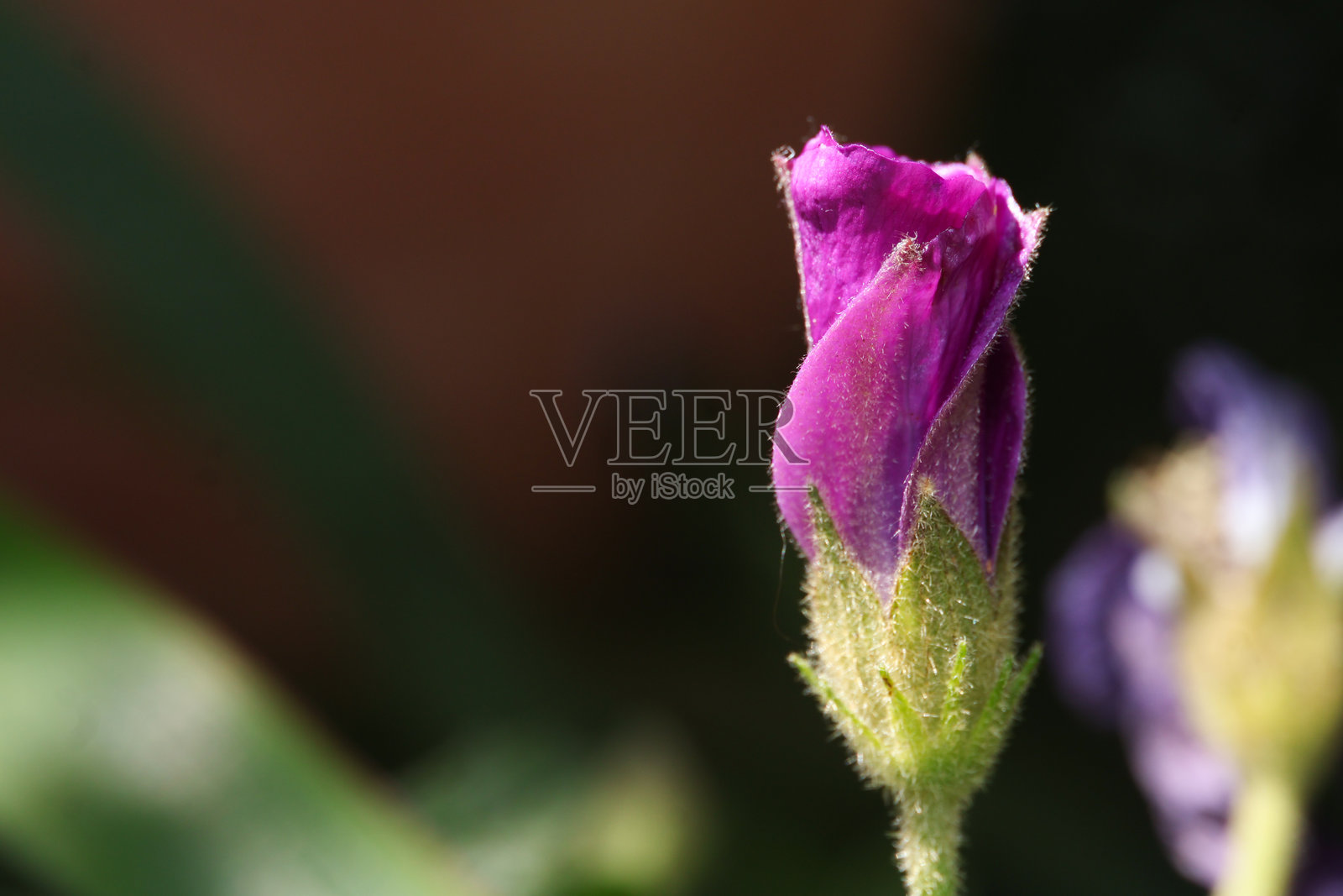 盛开的阿里奥金花照片摄影图片