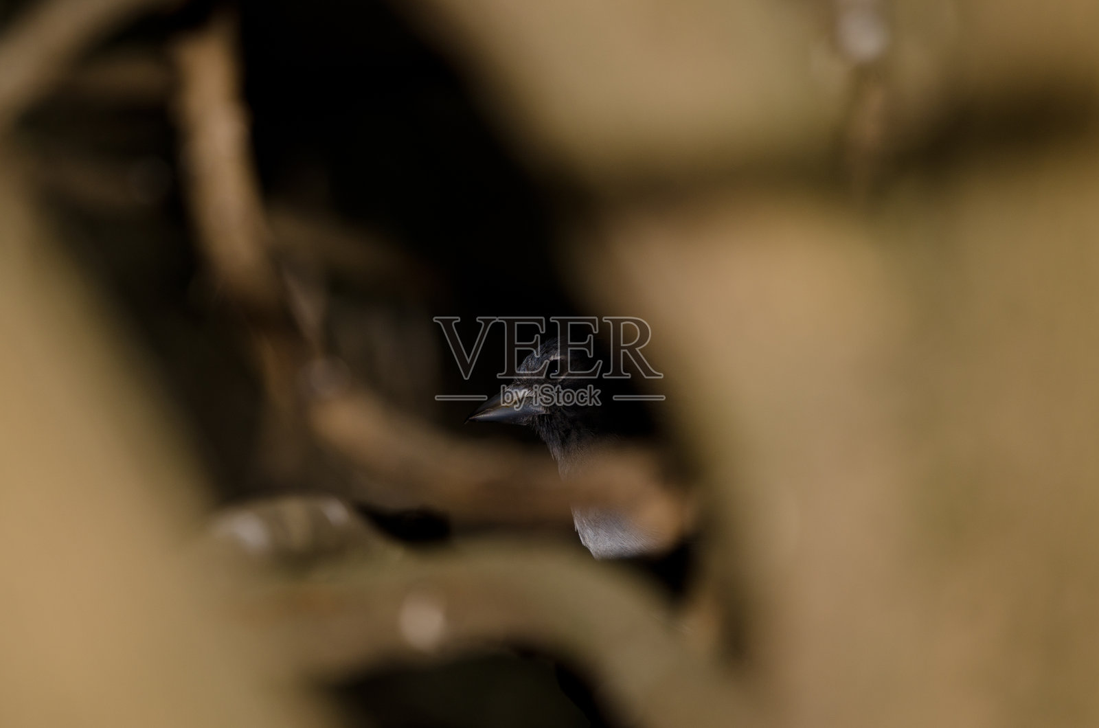 大加那利蓝雀。照片摄影图片