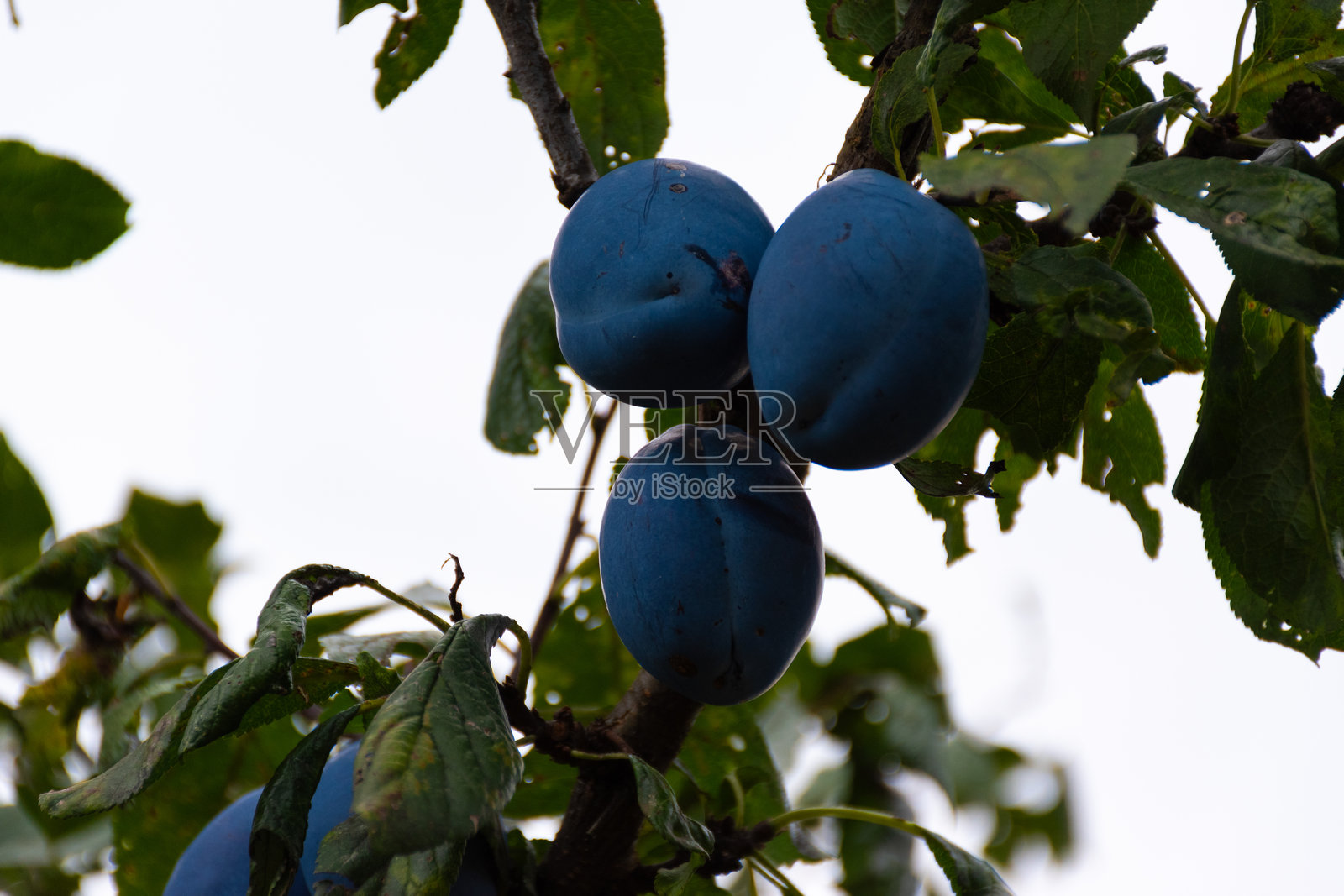 树上的李子照片摄影图片