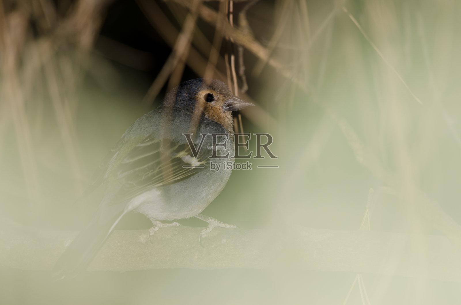 普通雀 Fringilla coelebs canariensis。照片摄影图片